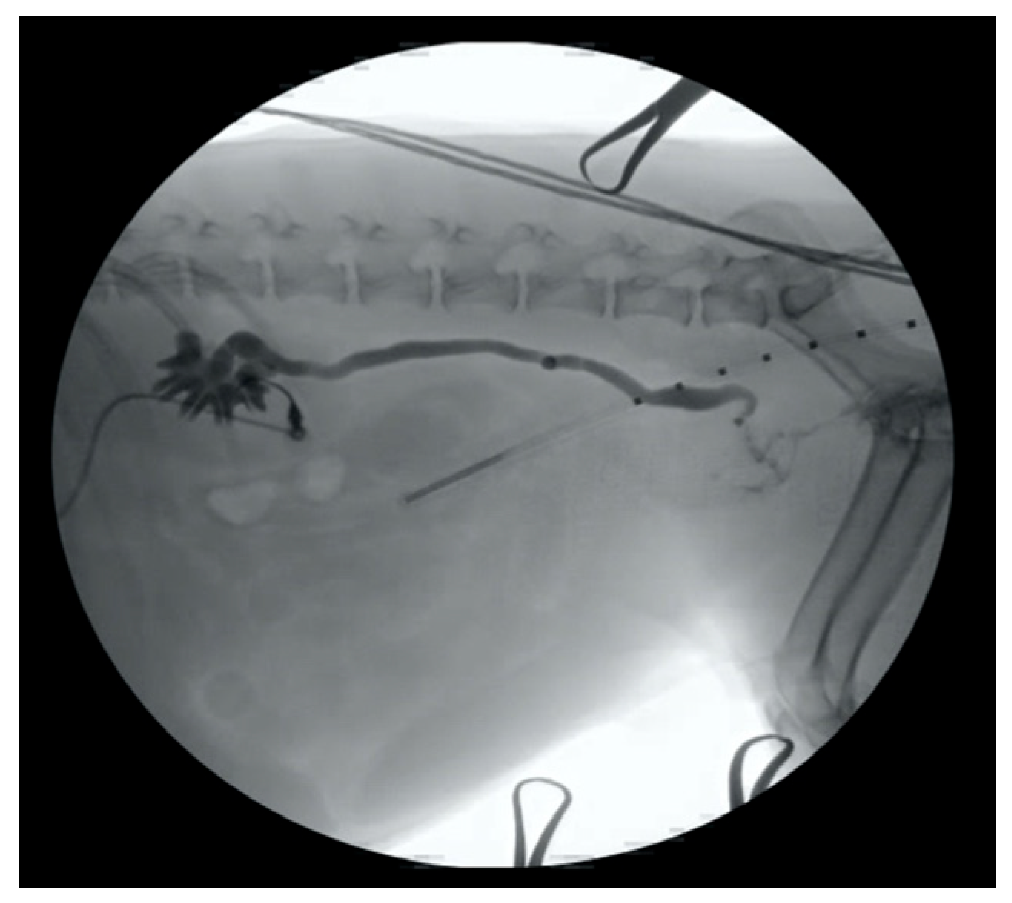 Vetsci 09 00013 g001 550