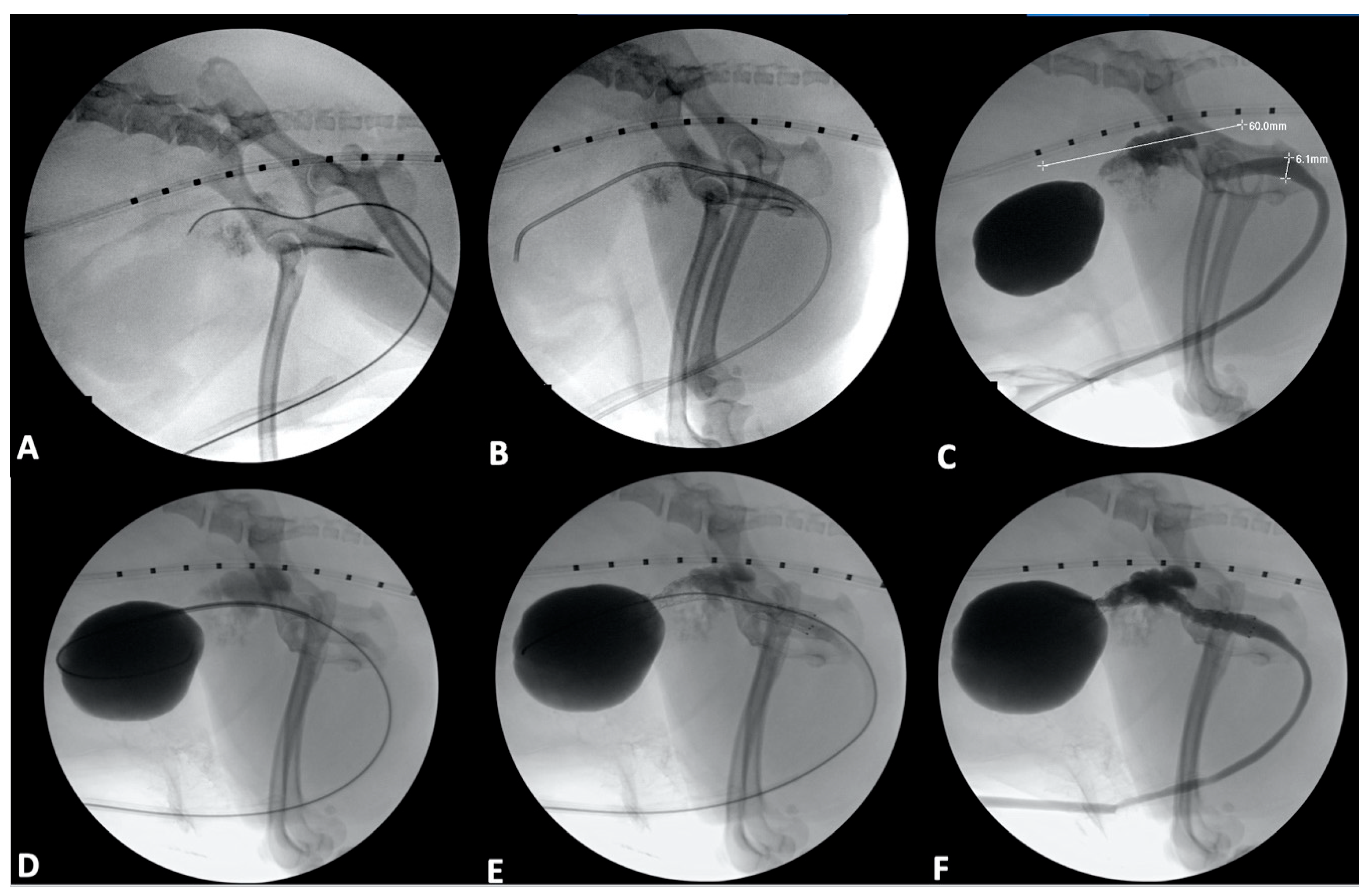 Vetsci 09 00013 g003 550