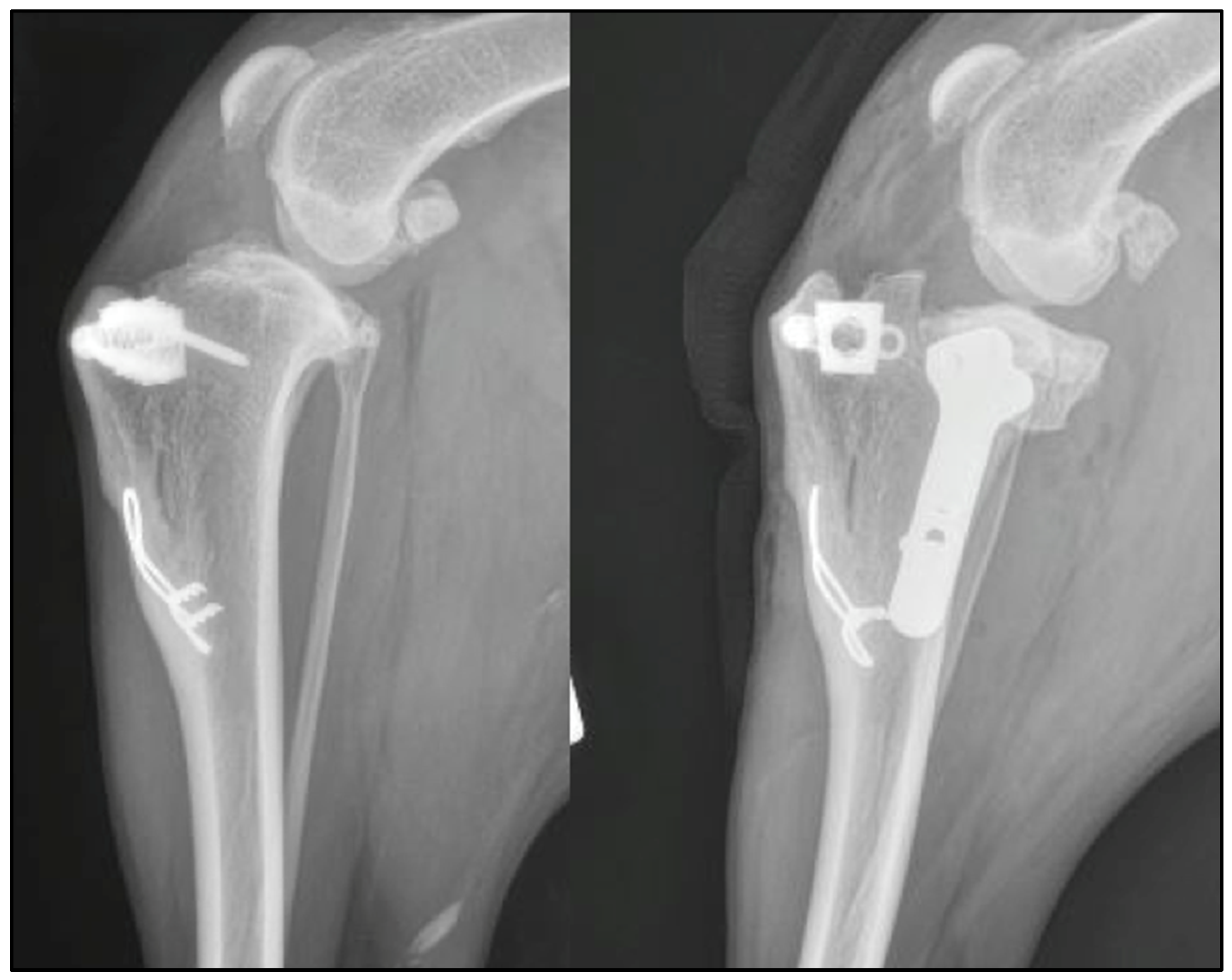 Vetsci 09 00016 g001