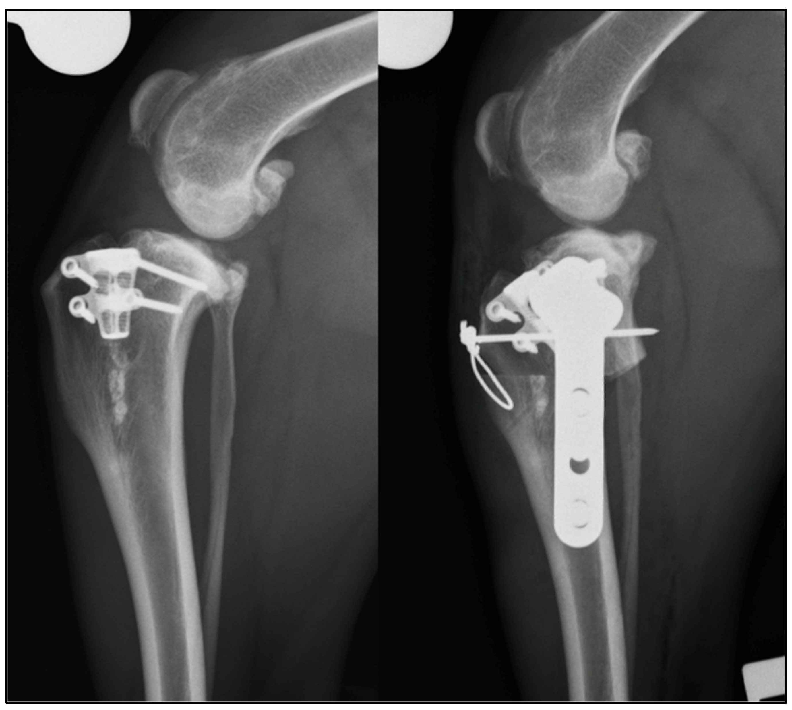 Vetsci 09 00016 g003