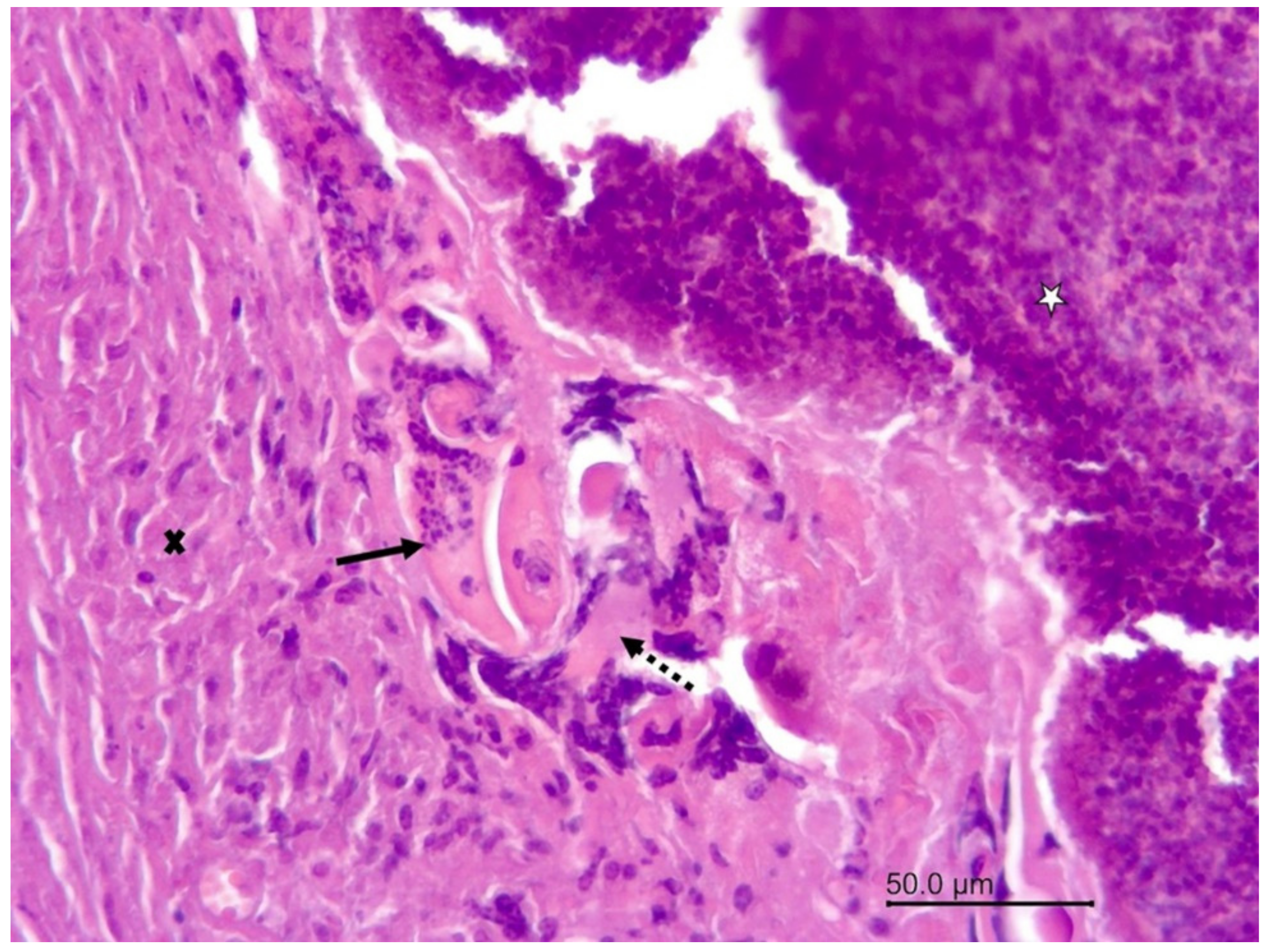 Vetsci 09 00019 g001