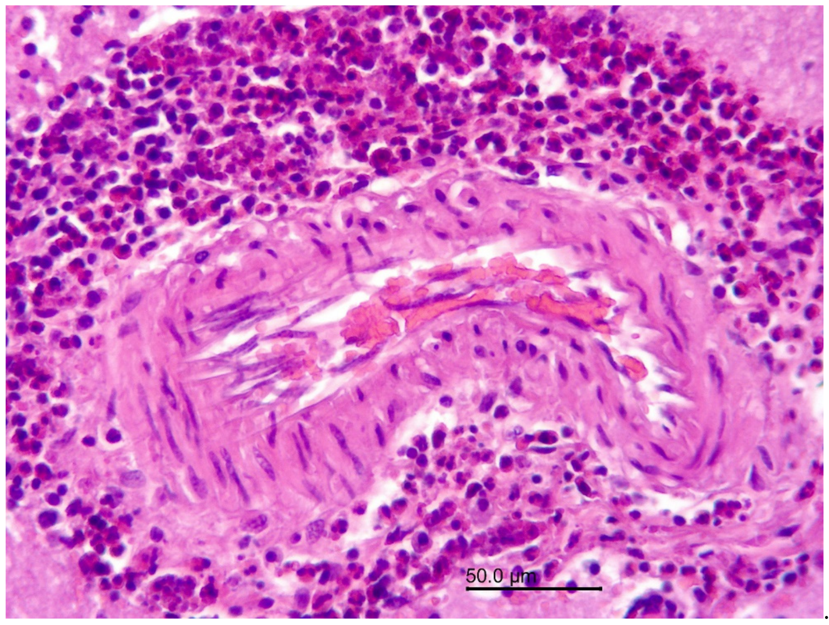 Vetsci 09 00019 g002