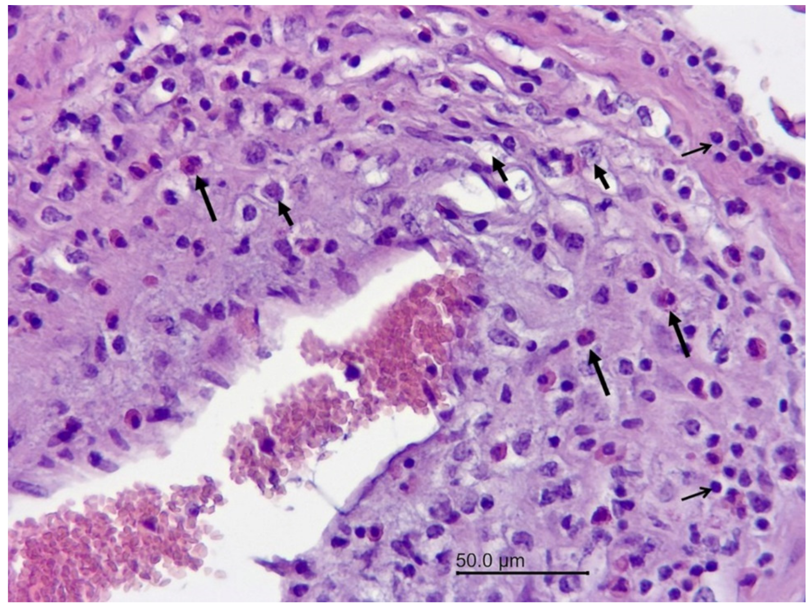 Vetsci 09 00019 g003