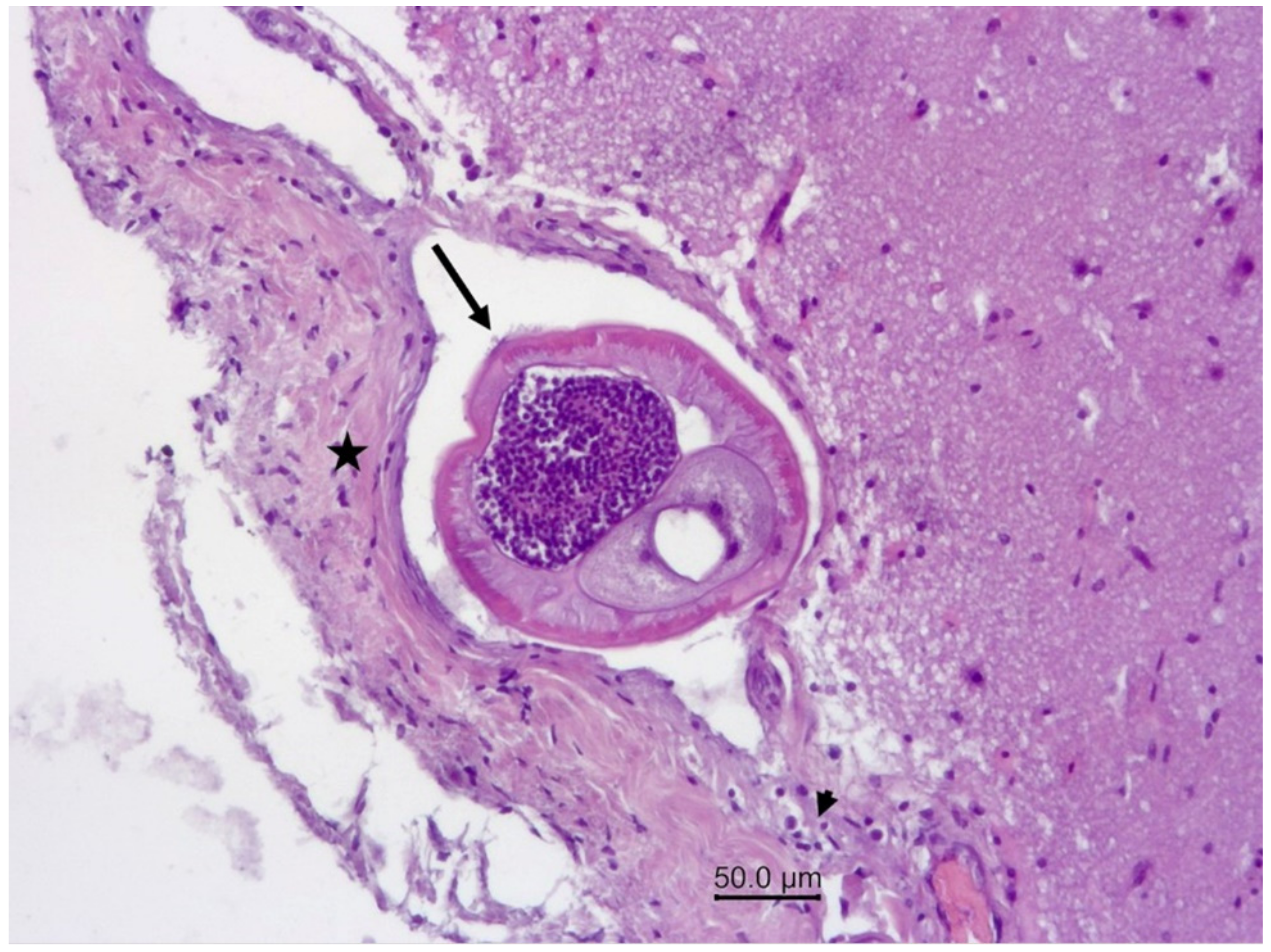 Vetsci 09 00019 g005