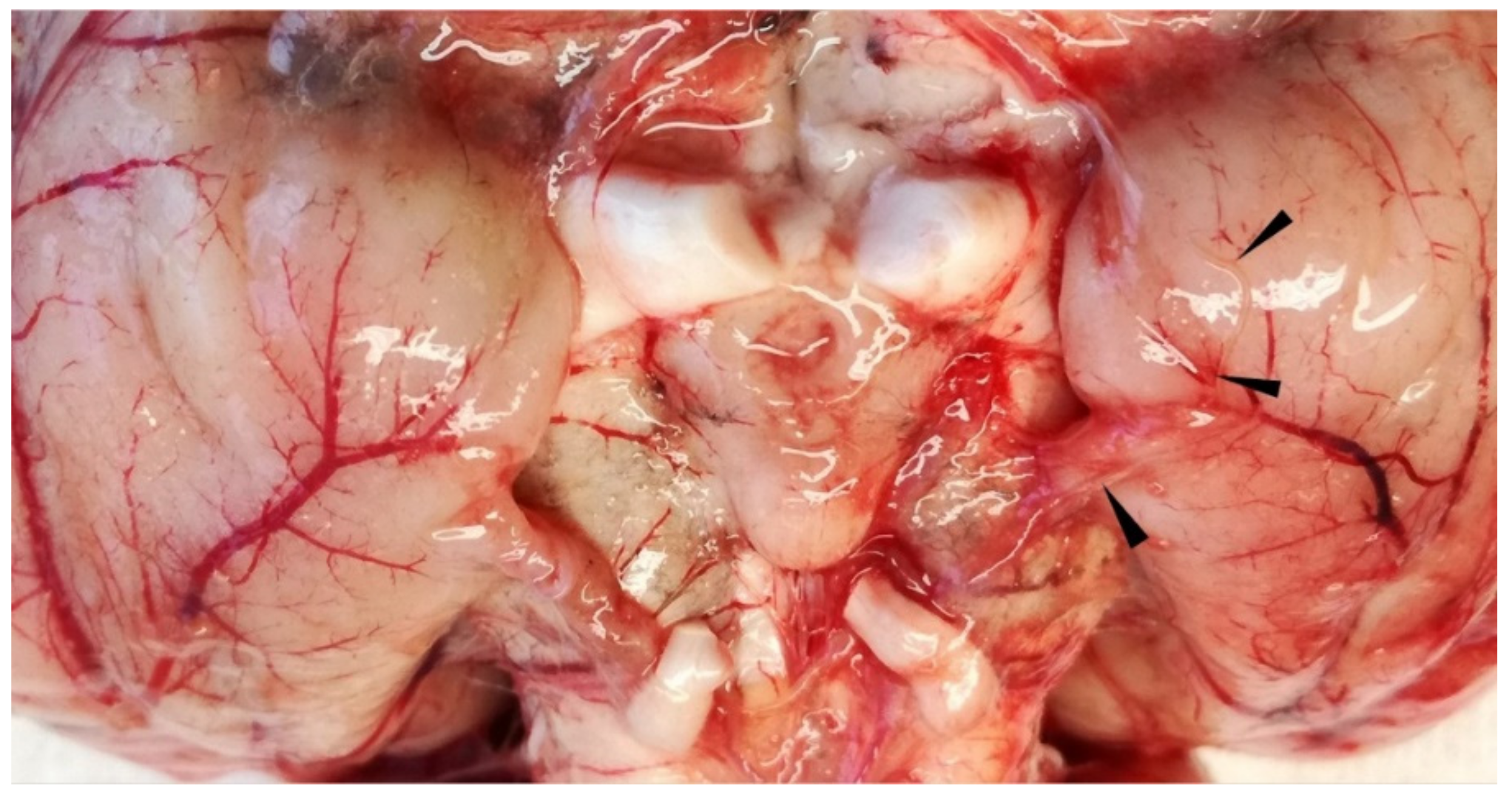 Vetsci 09 00019 g007