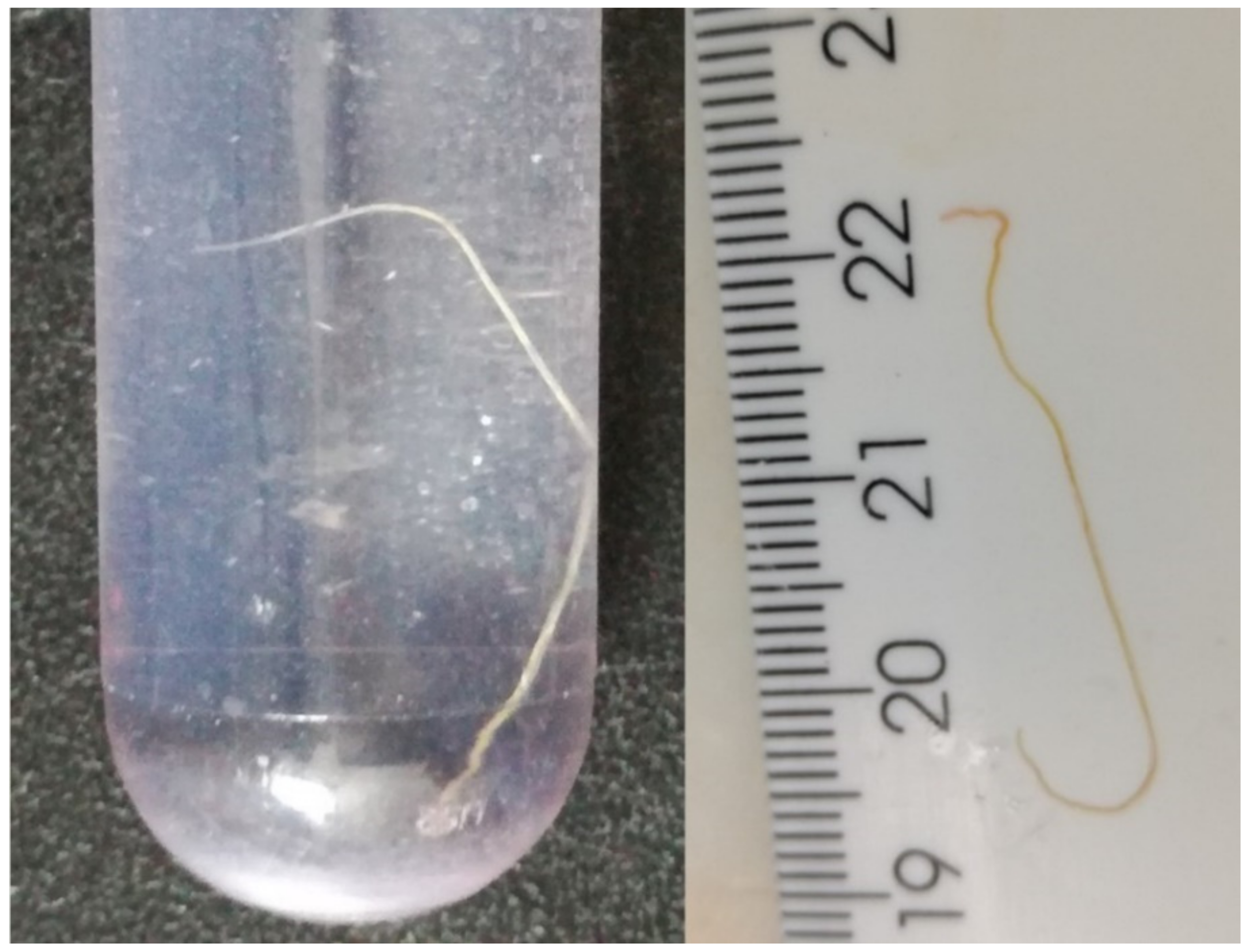 Vetsci 09 00019 g008