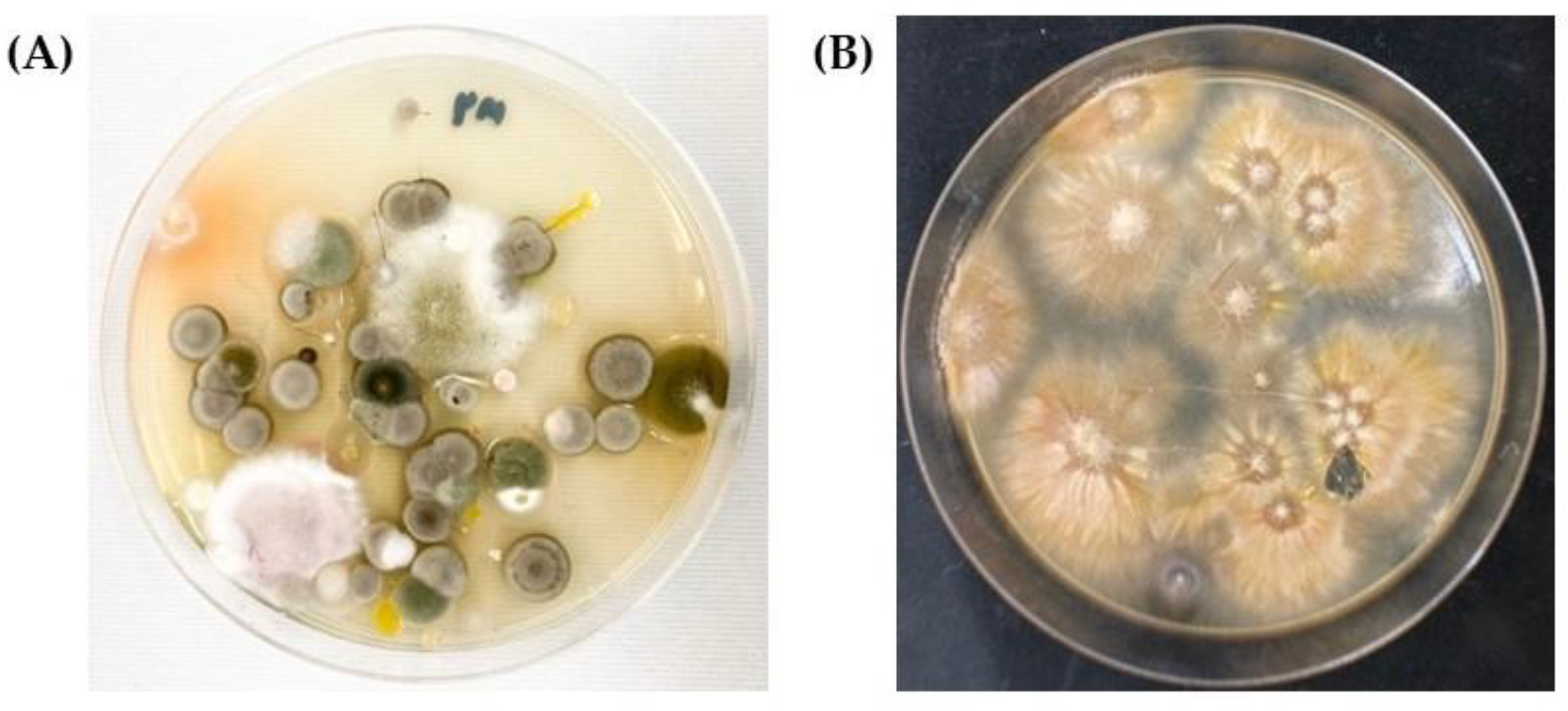 Vetsci 09 00021 g002 550