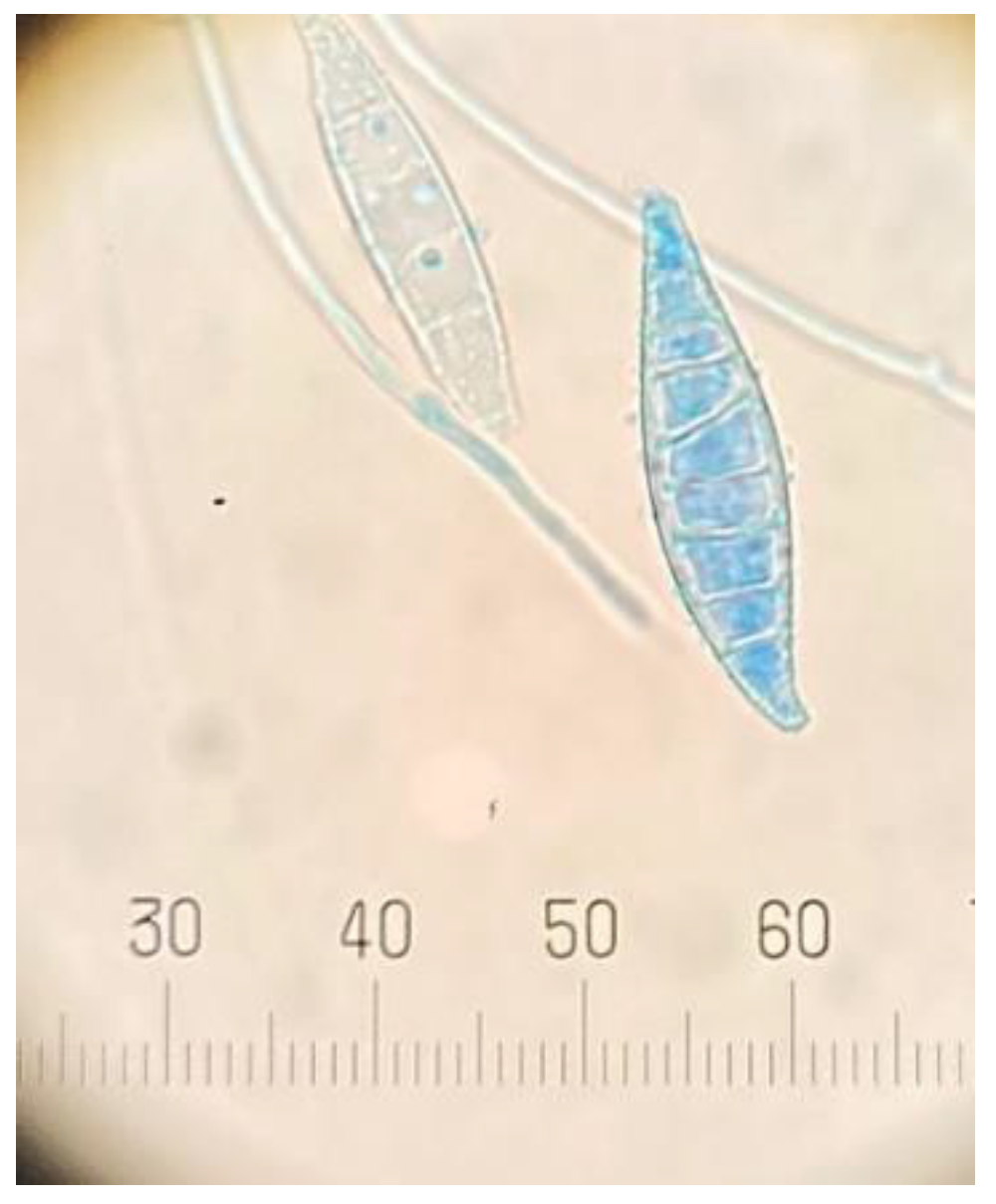 Vetsci 09 00021 g003 550