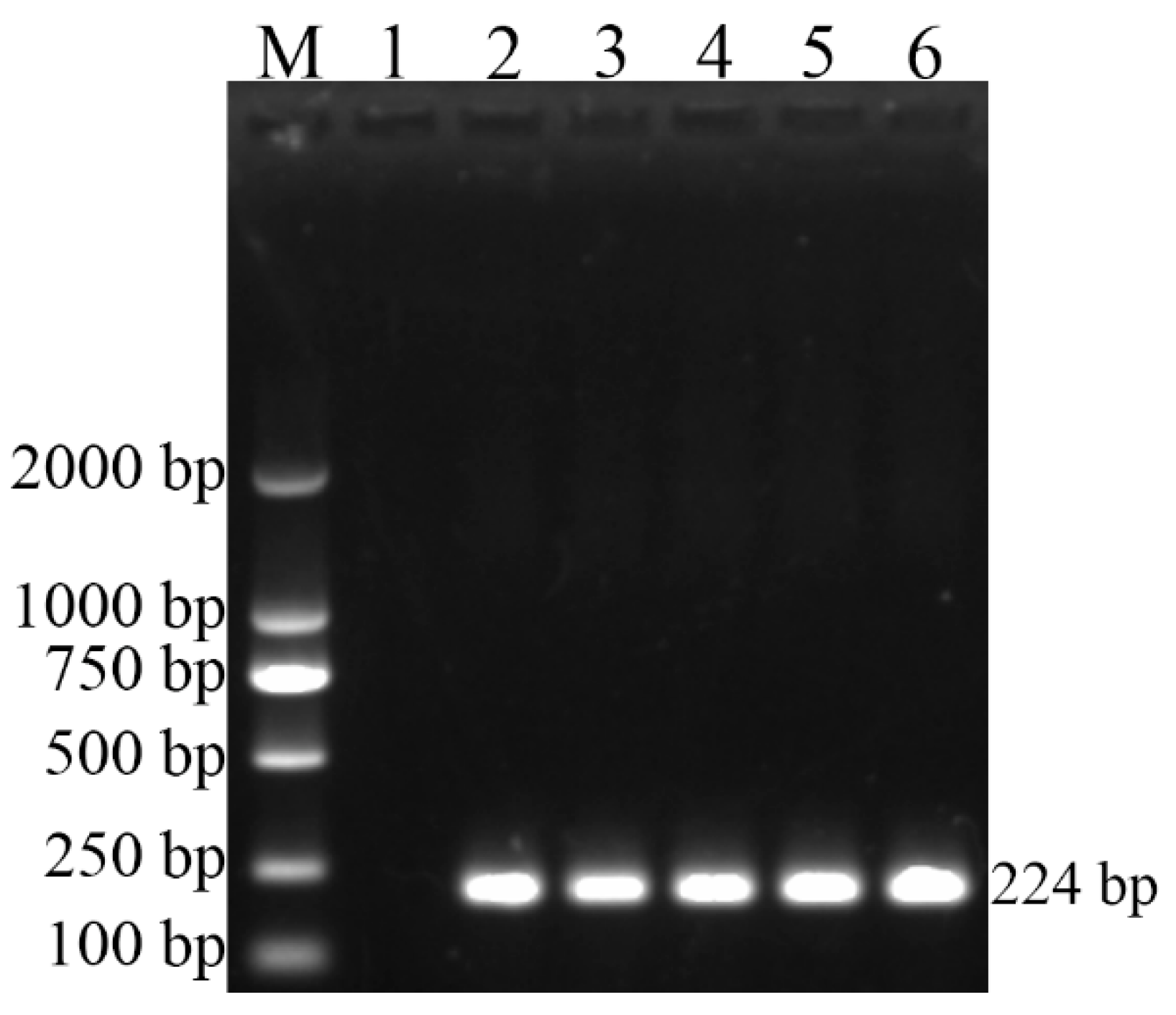 Vetsci 09 00022 g001 550