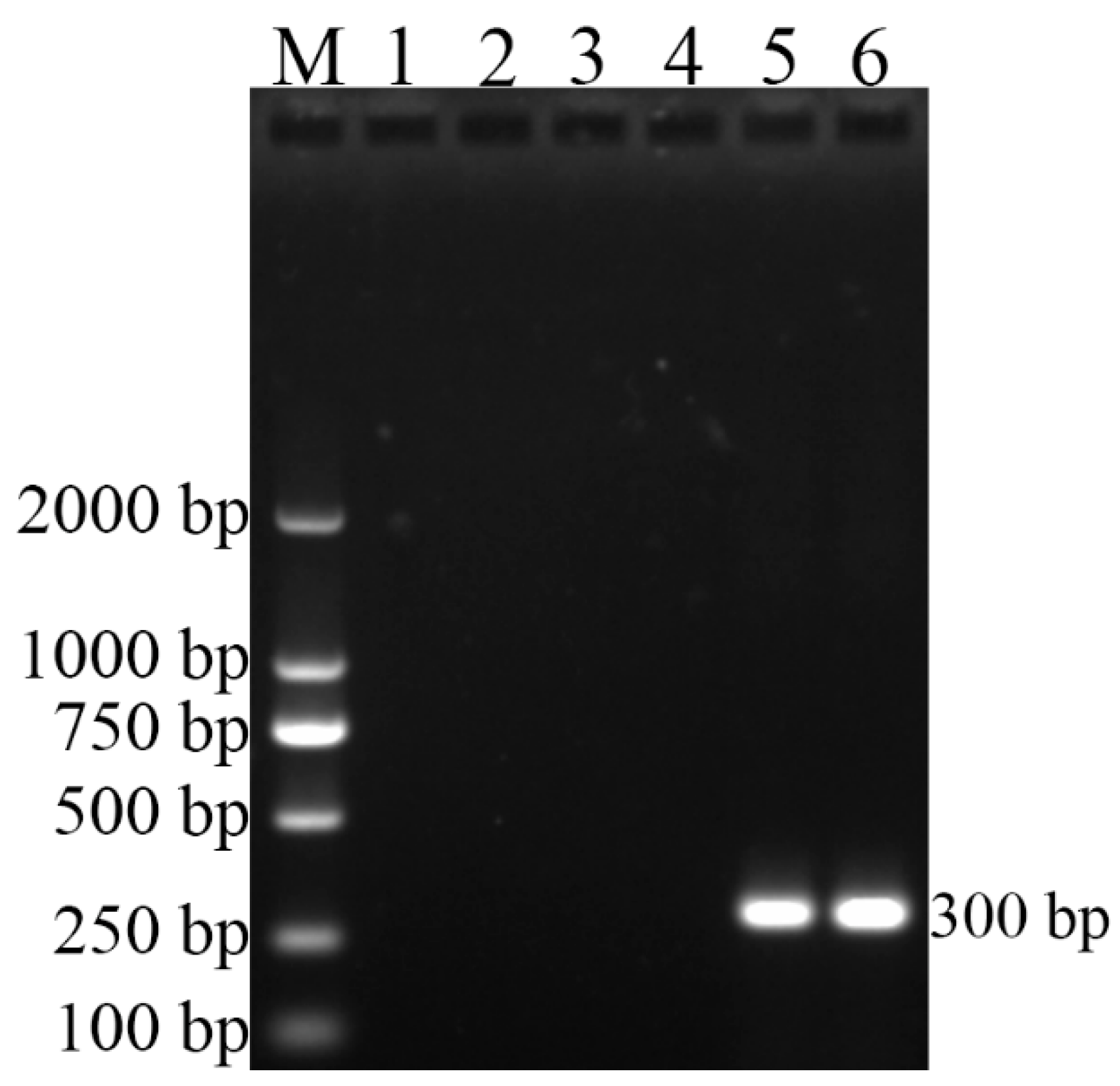 Vetsci 09 00022 g002 550