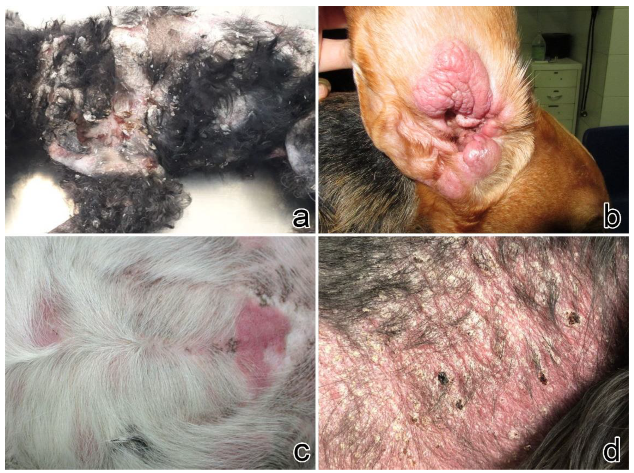 Vetsci 09 00026 g002 550