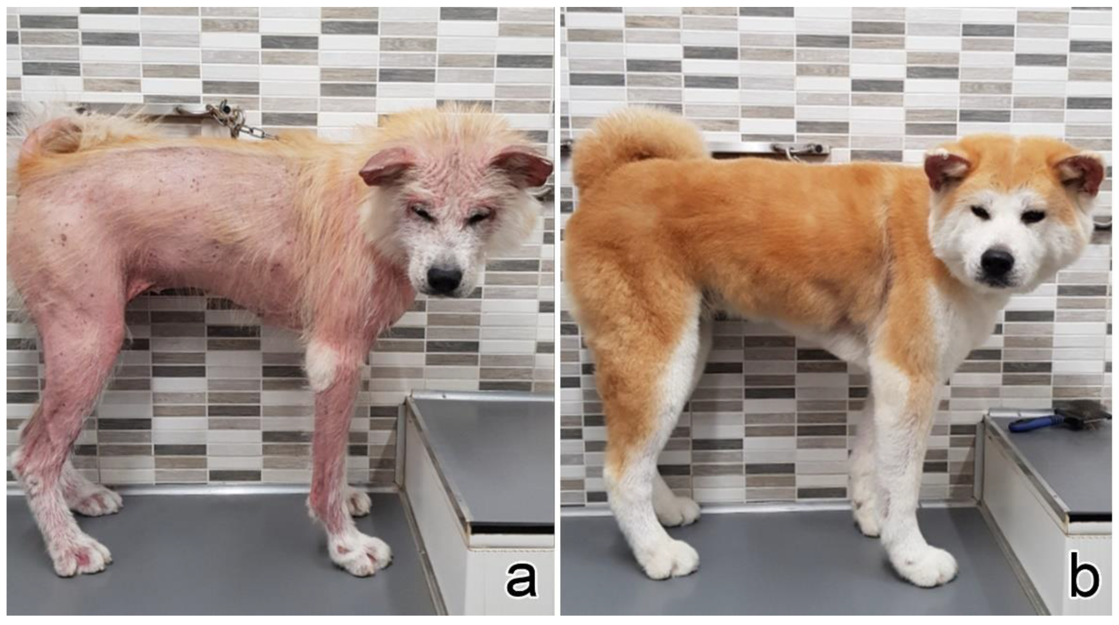 Vetsci 09 00026 g005 550