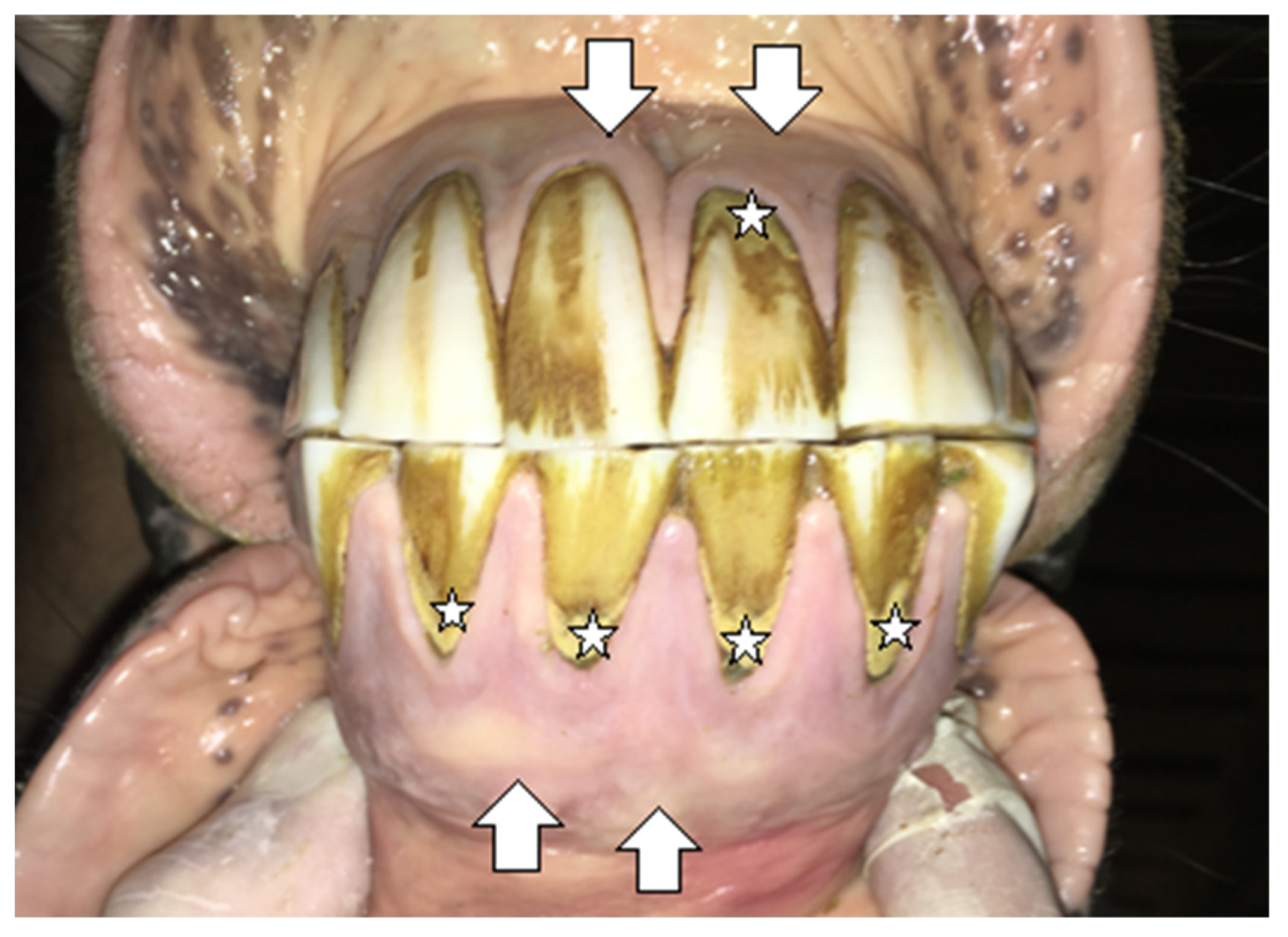 Vetsci 09 00030 g002 550