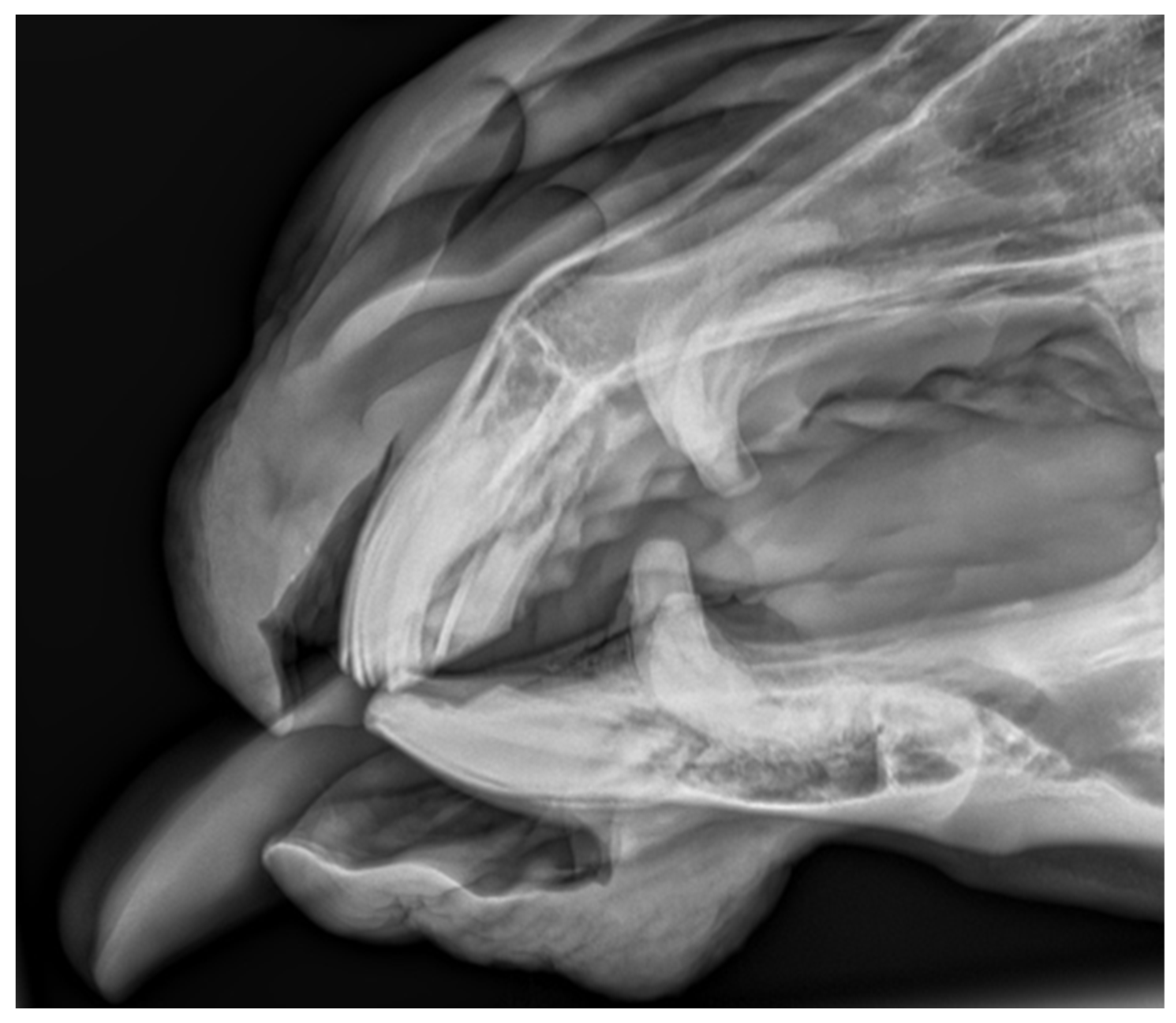 Vetsci 09 00030 g005 550