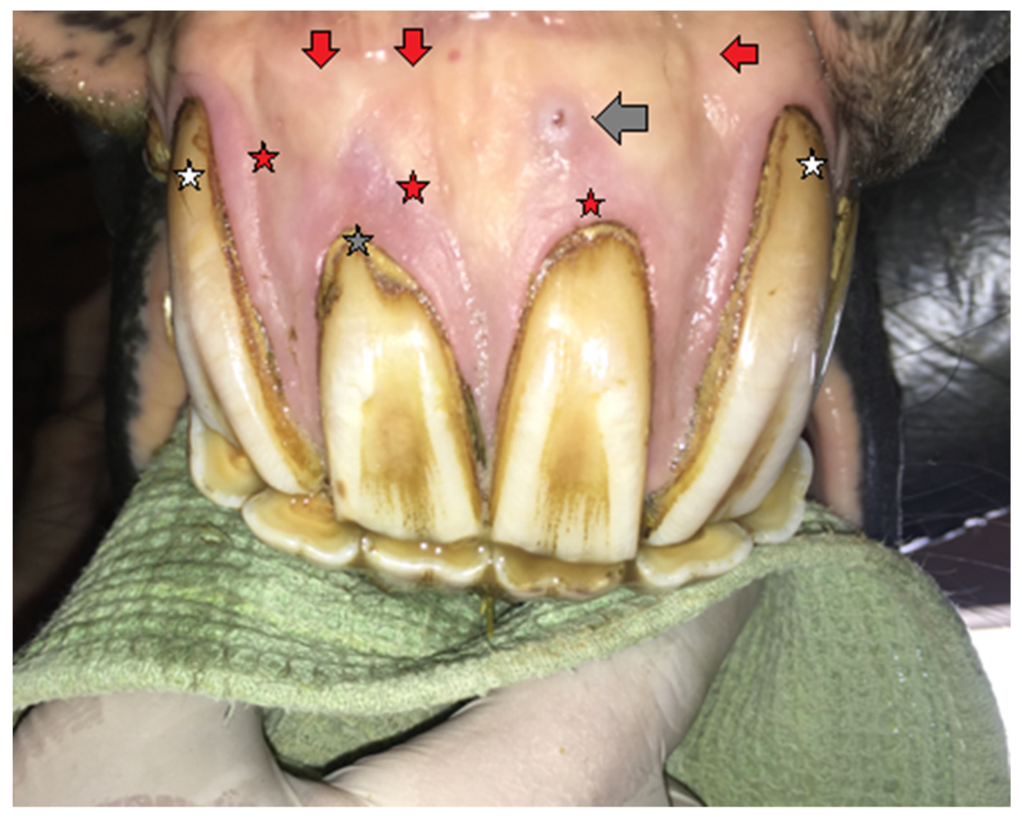 Vetsci 09 00030 g006 550