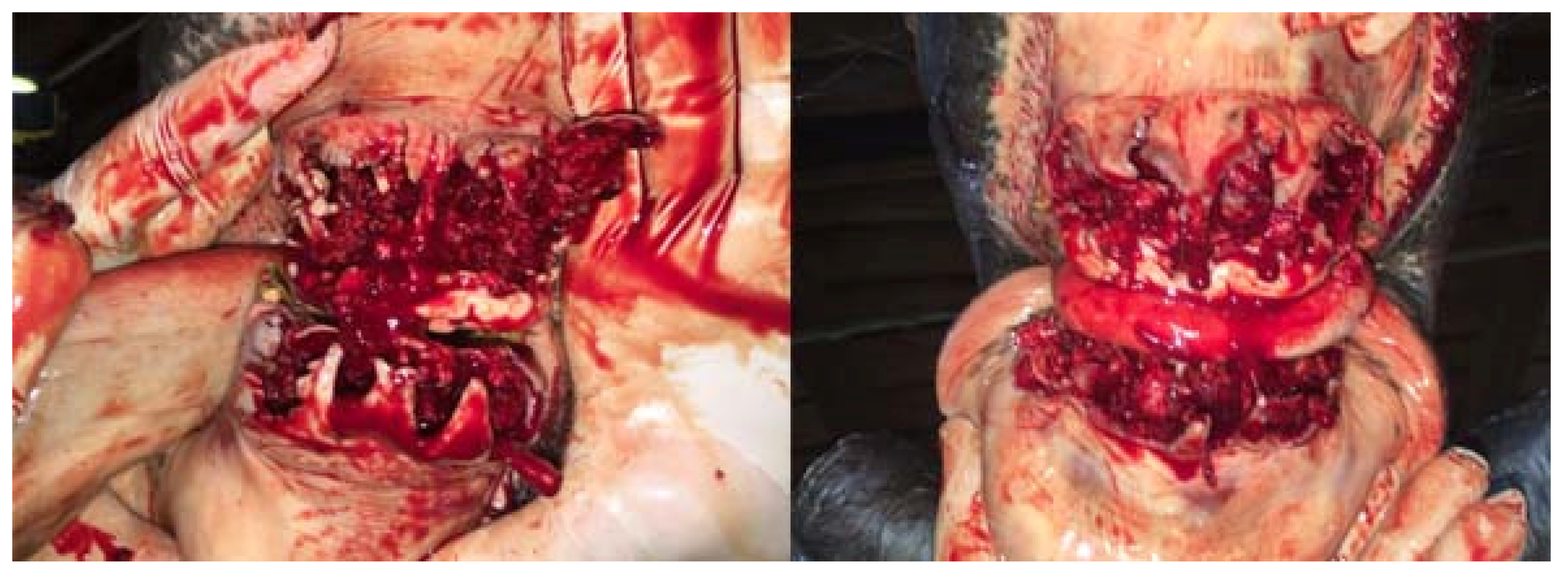 Vetsci 09 00030 g010 550