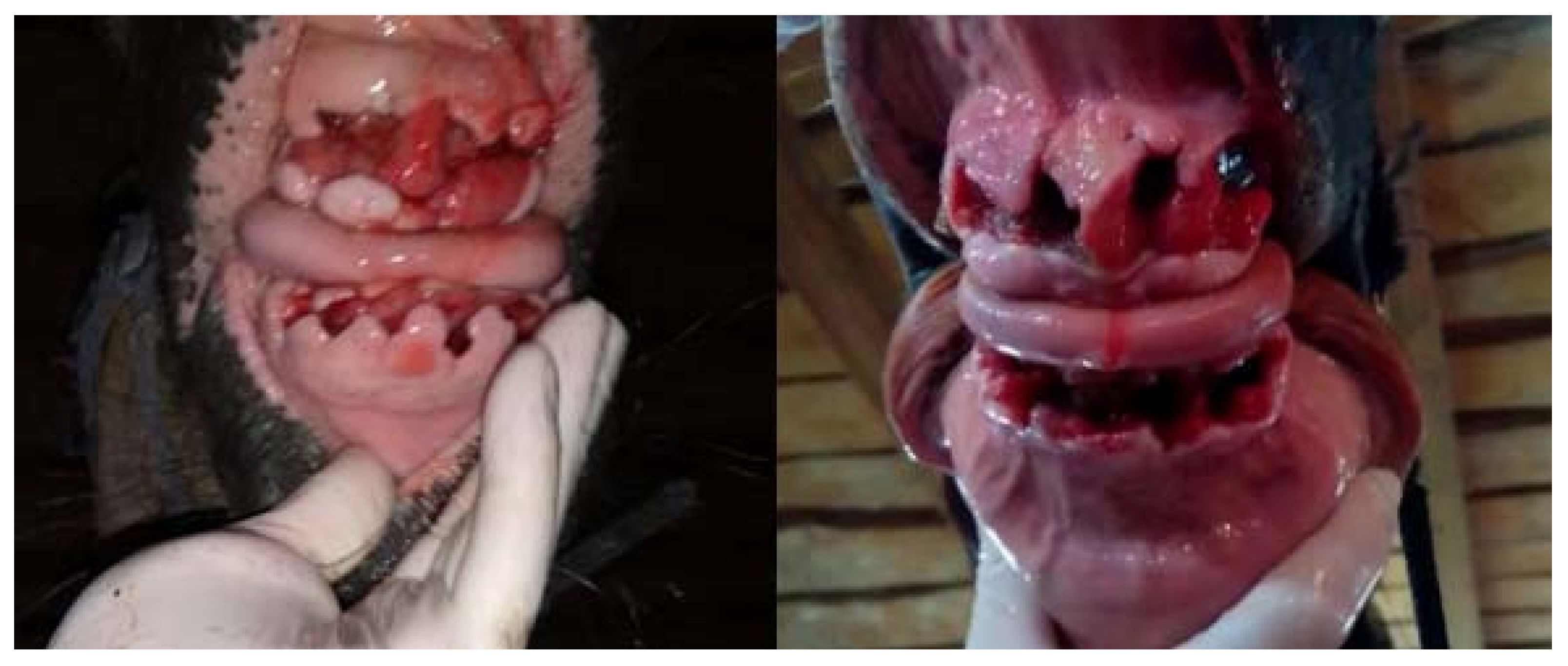 Vetsci 09 00030 g012 550