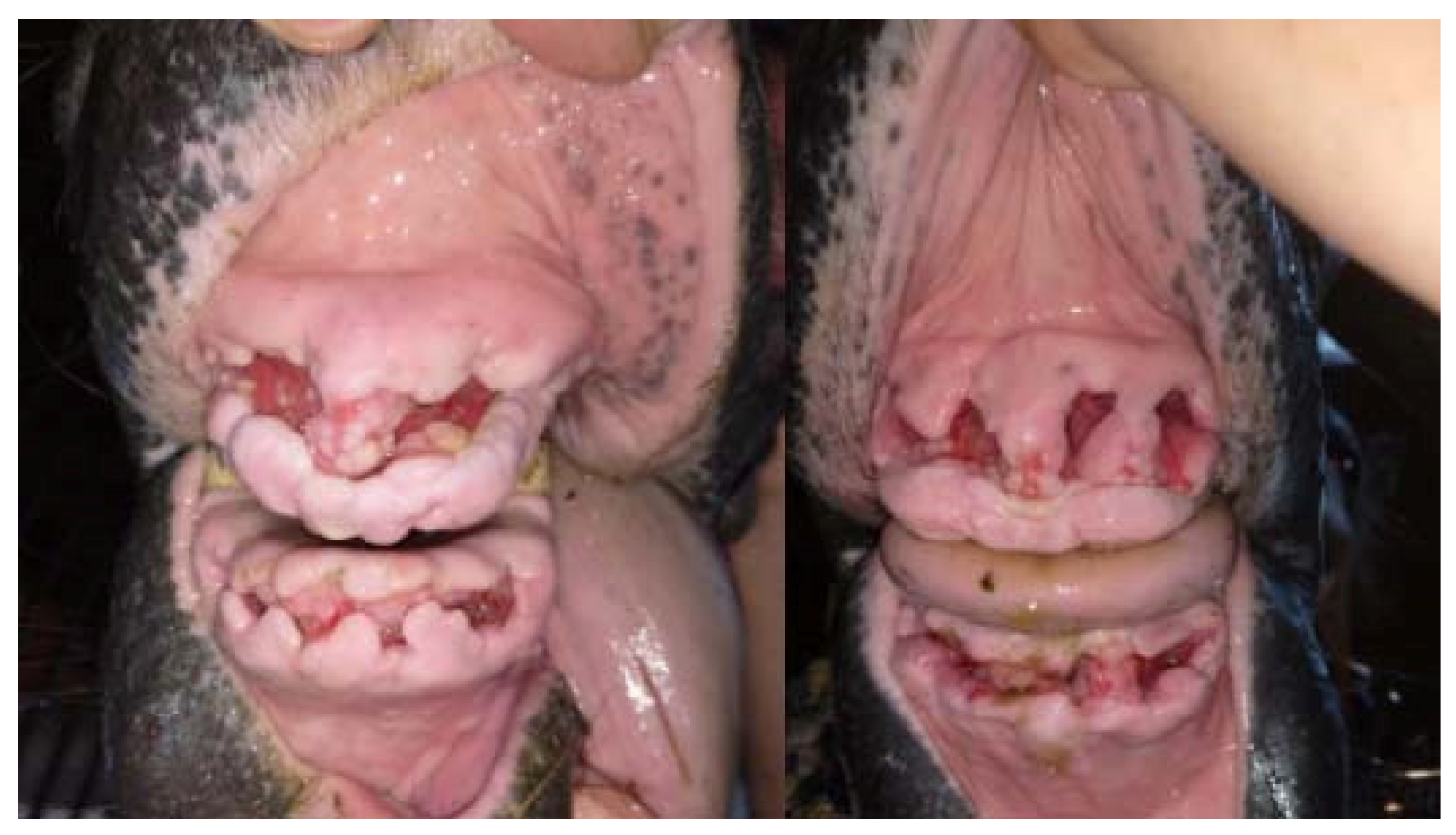 Vetsci 09 00030 g014 550