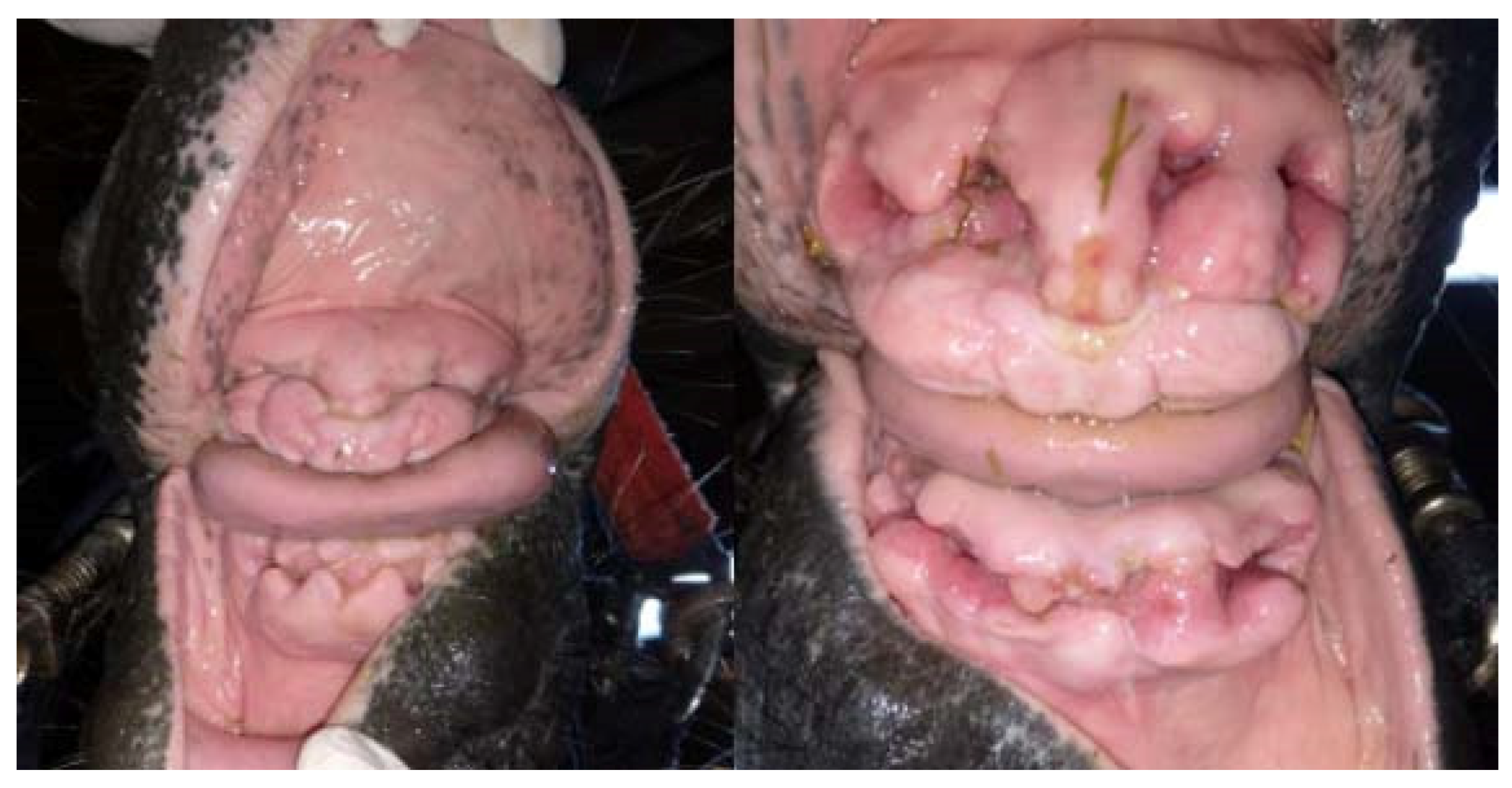 Vetsci 09 00030 g015 550