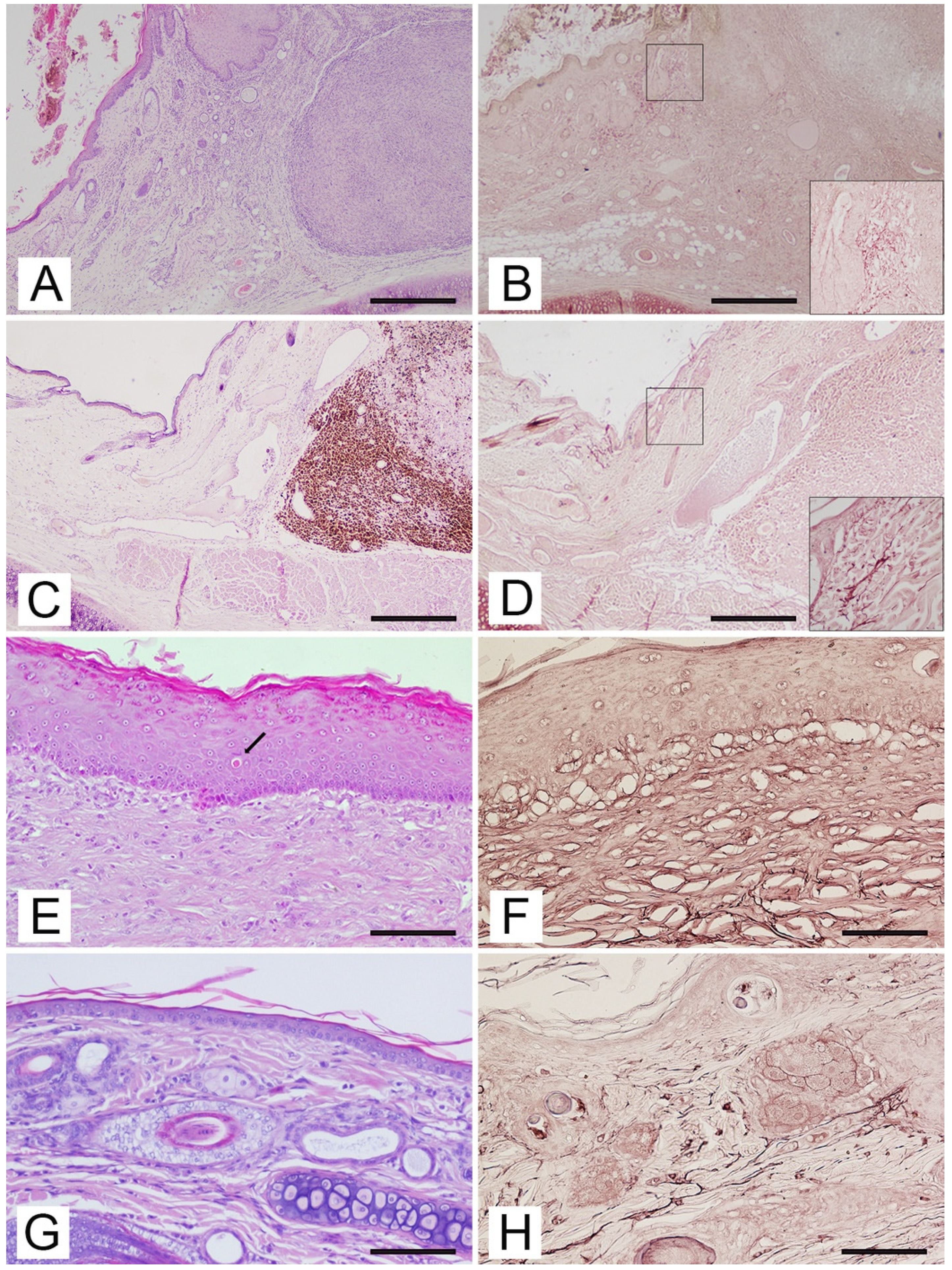 Vetsci 09 00034 g001 550