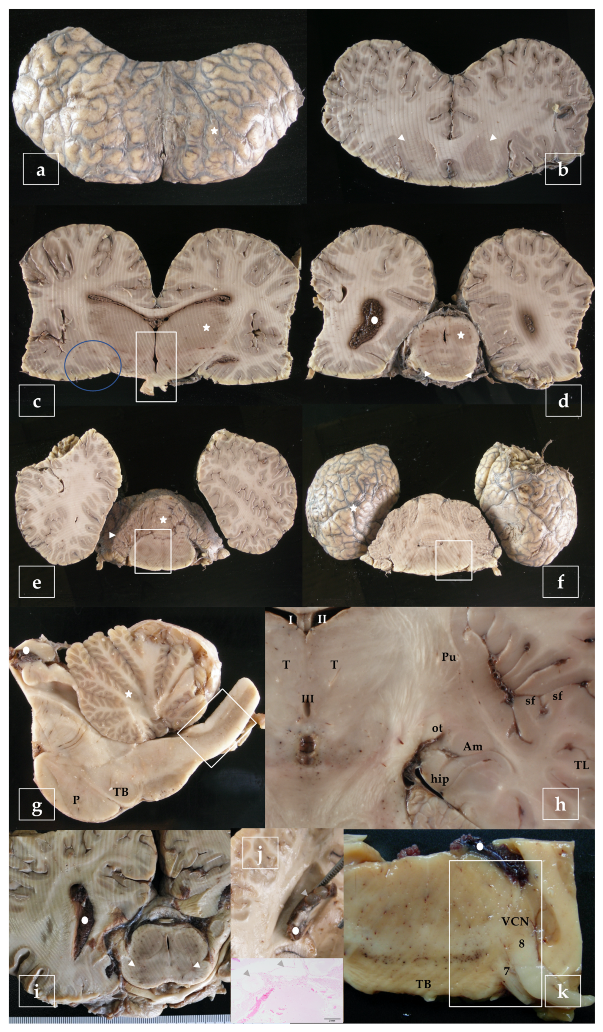 Vetsci 09 00038 g003