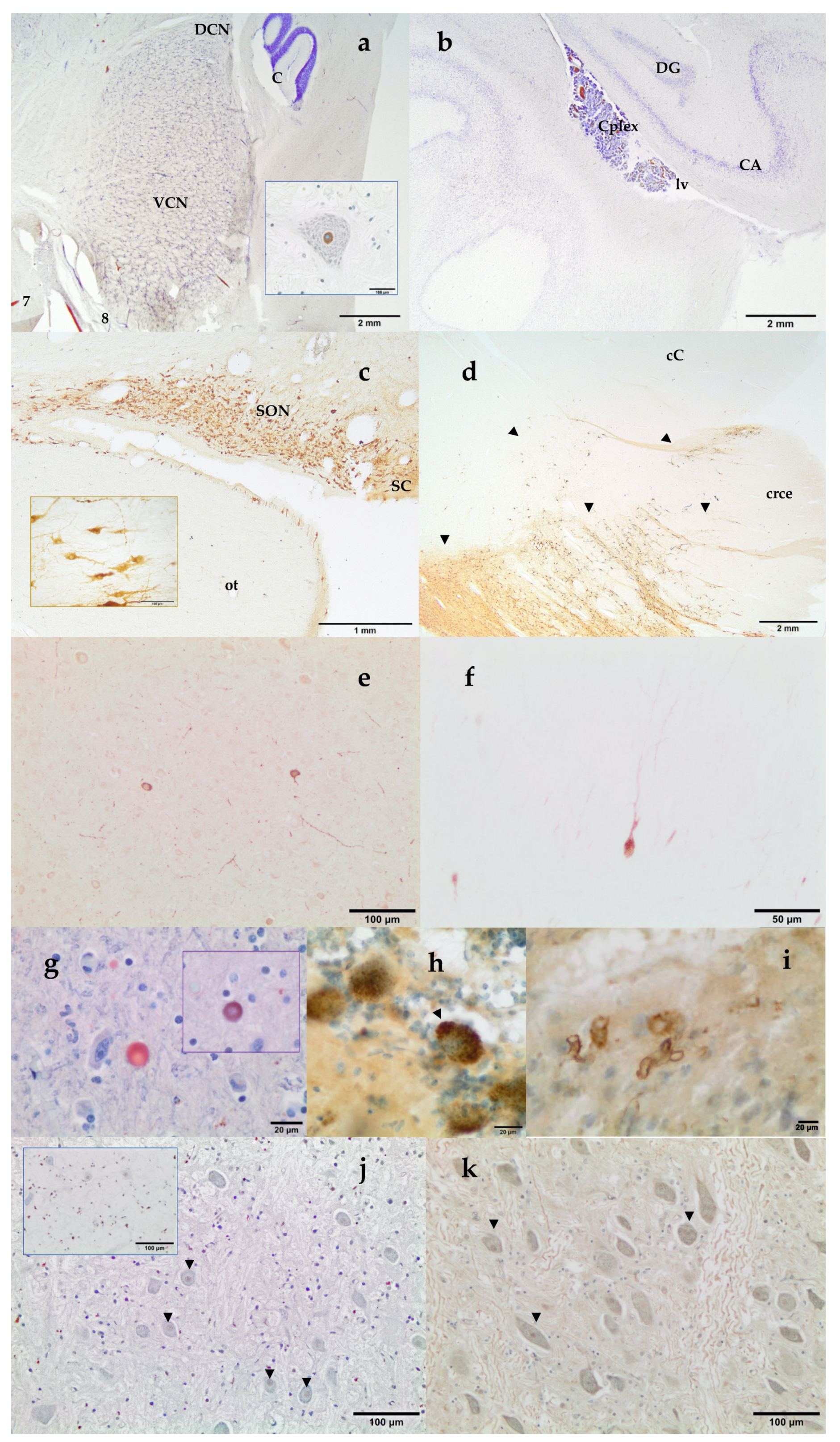 Vetsci 09 00038 g004