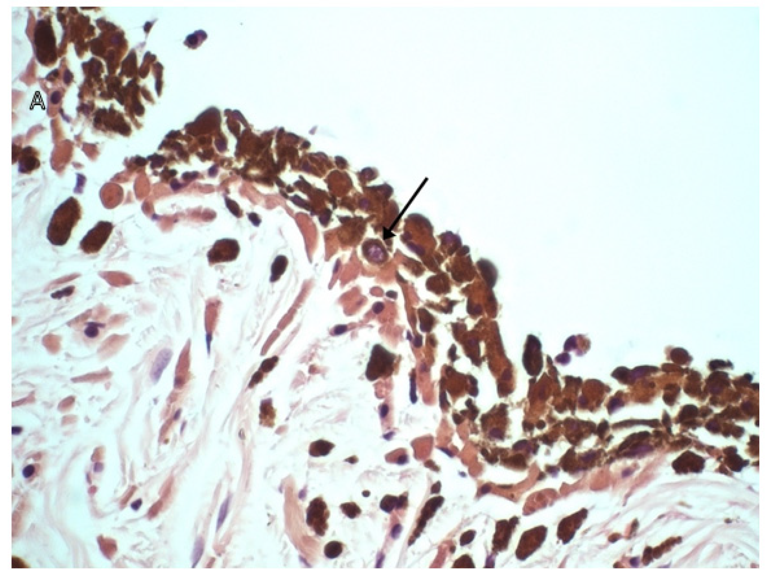 Vetsci 09 00046 g003a 550