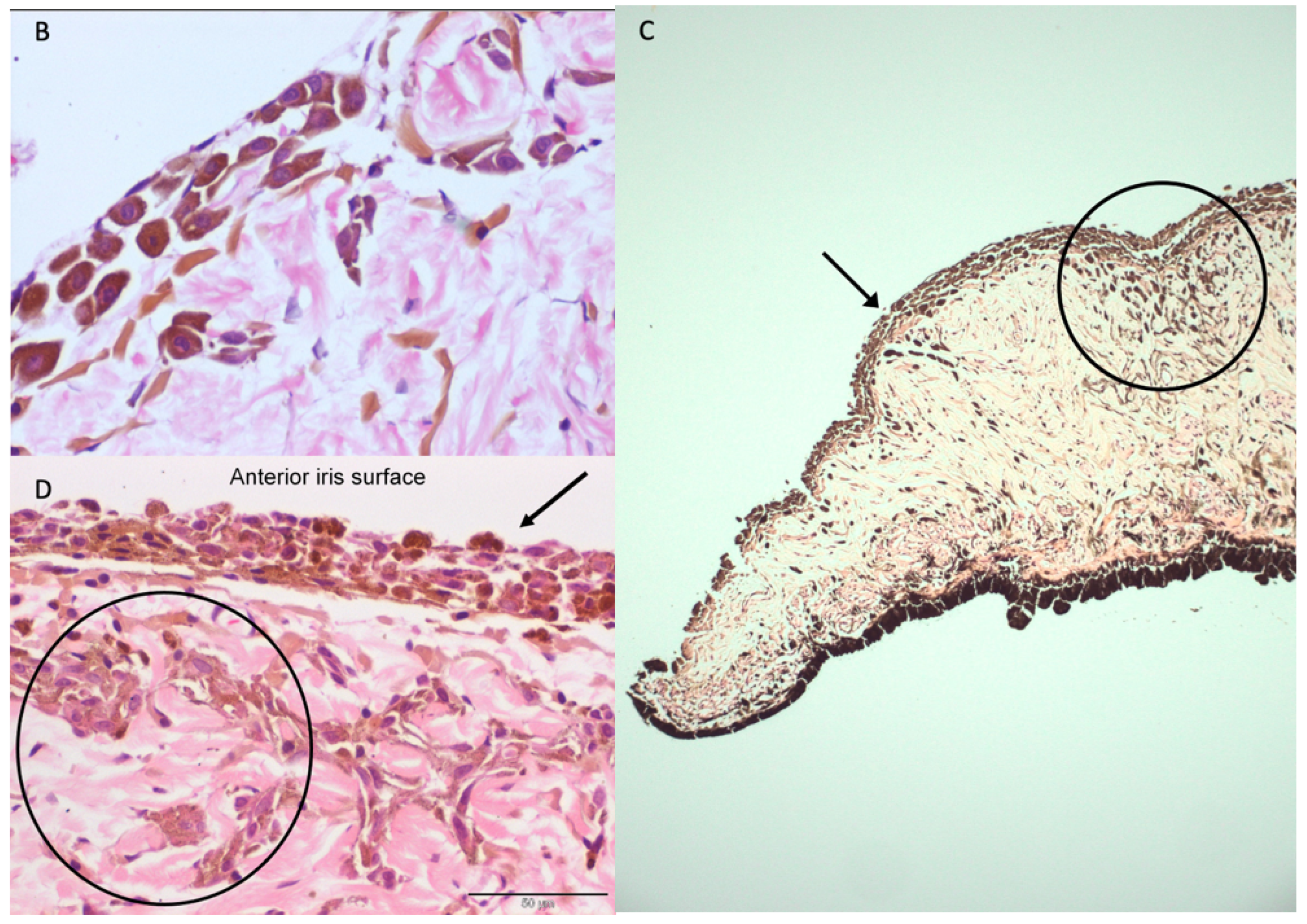 Vetsci 09 00046 g003b 550