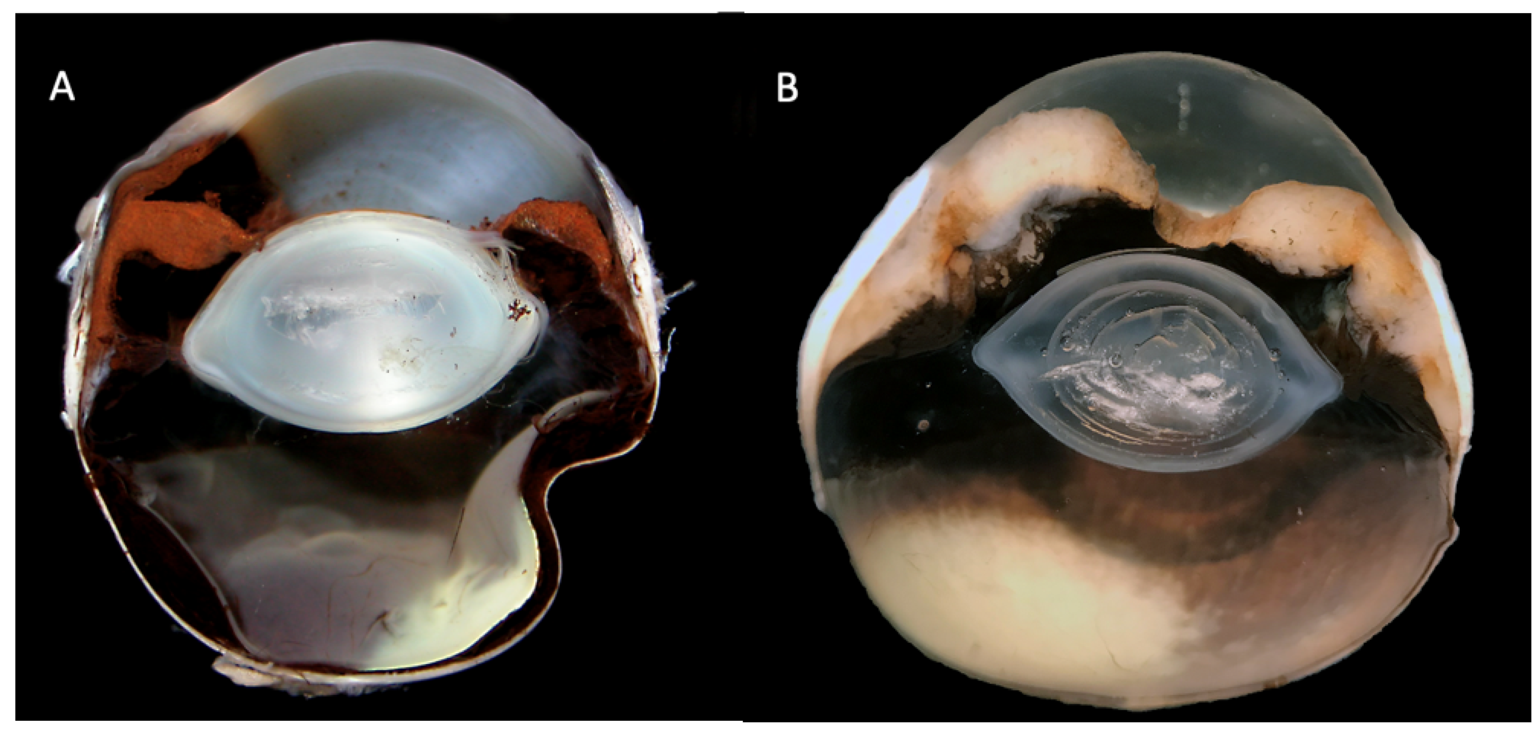 Vetsci 09 00046 g004 550