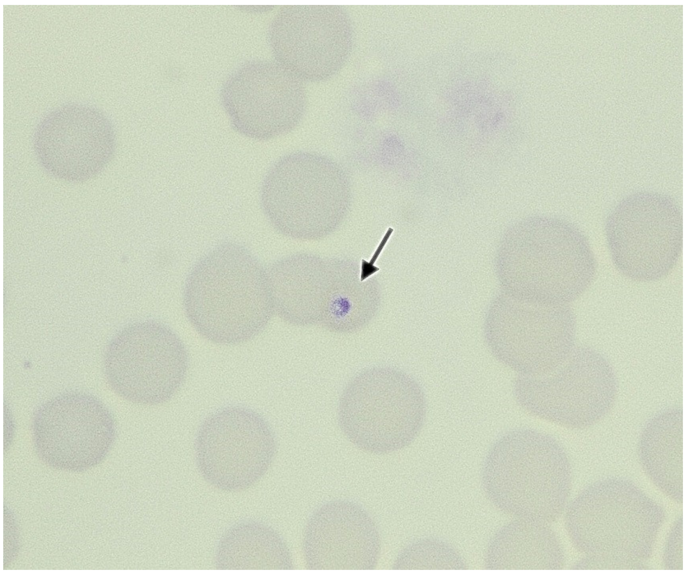 Vetsci 09 00050 g001 Vetsci 09 00050 g001