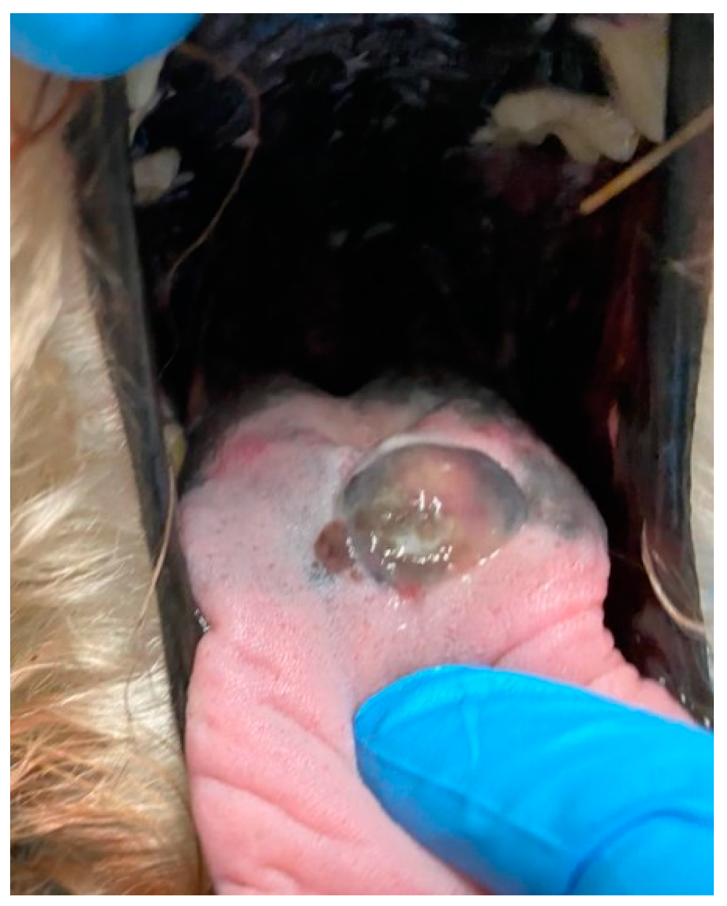 Vetsci 09 00054 g0a1