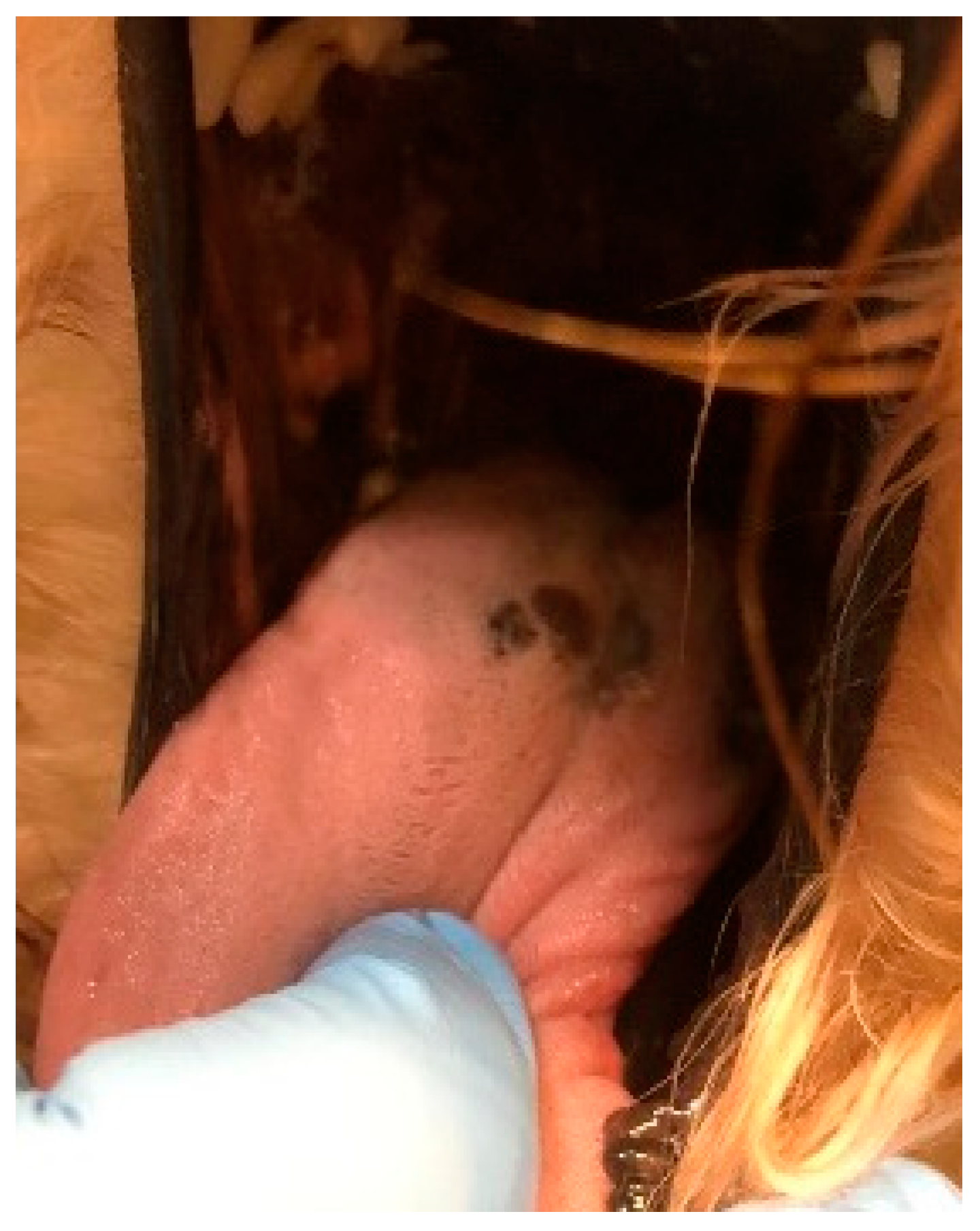 Vetsci 09 00054 g0a2