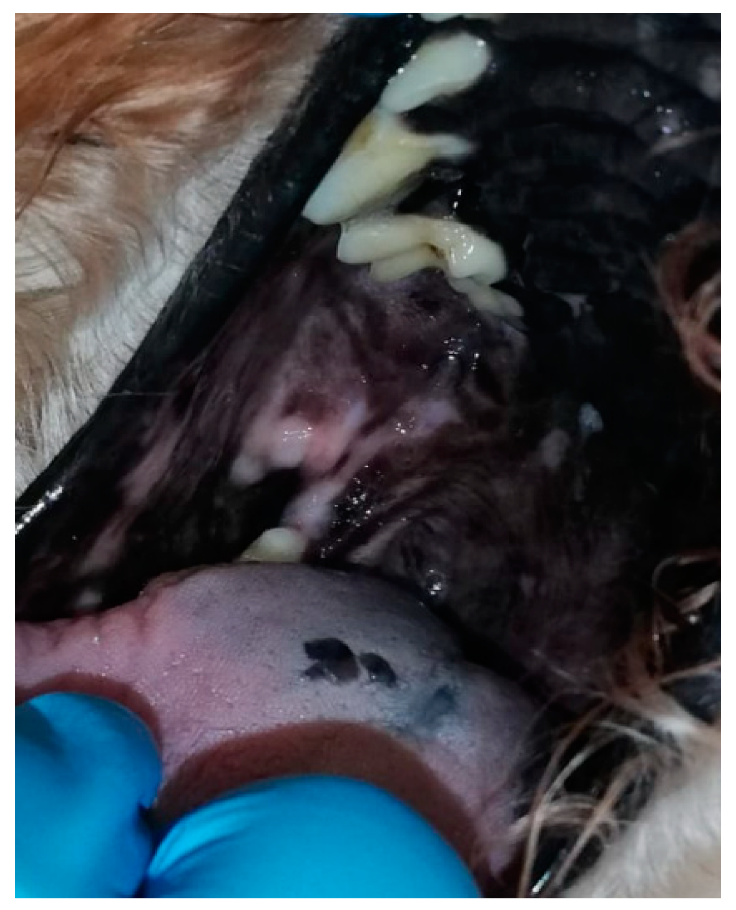 Vetsci 09 00054 g0a3