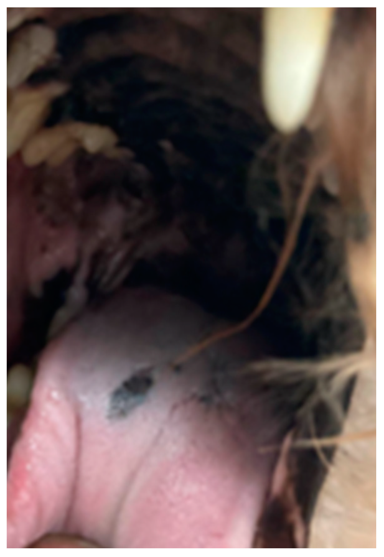 Vetsci 09 00054 g0a4