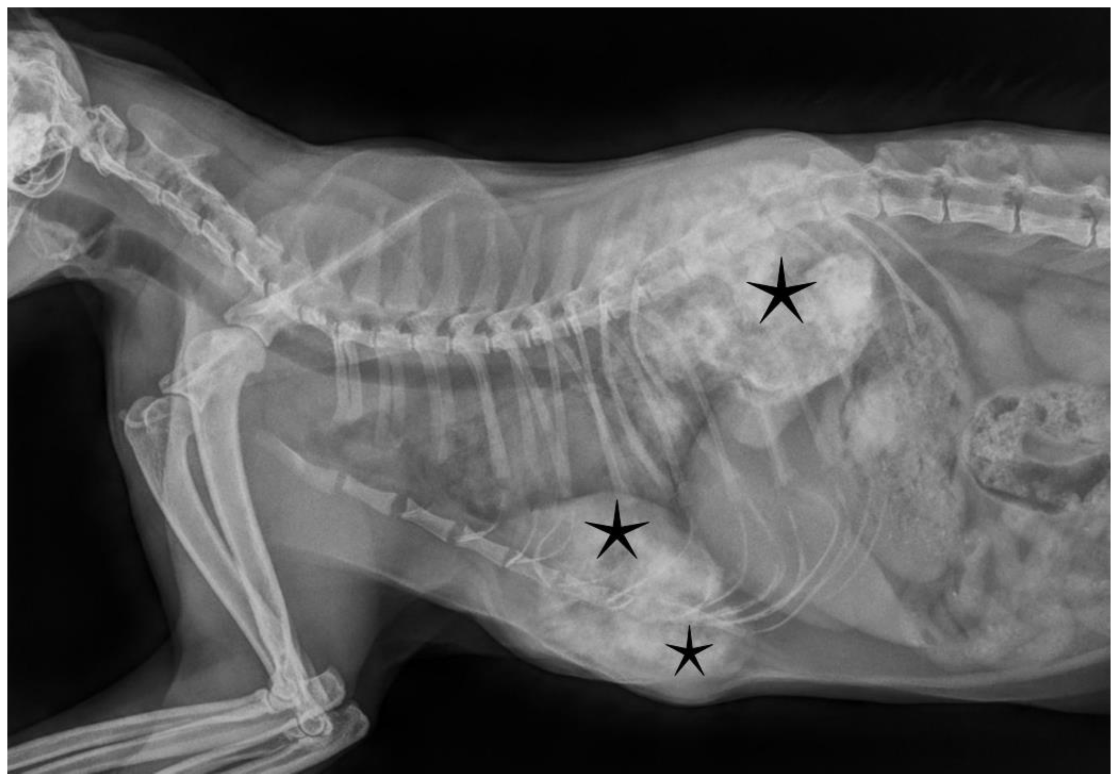 Vetsci 09 00059 g001 Vetsci 09 00059 g001