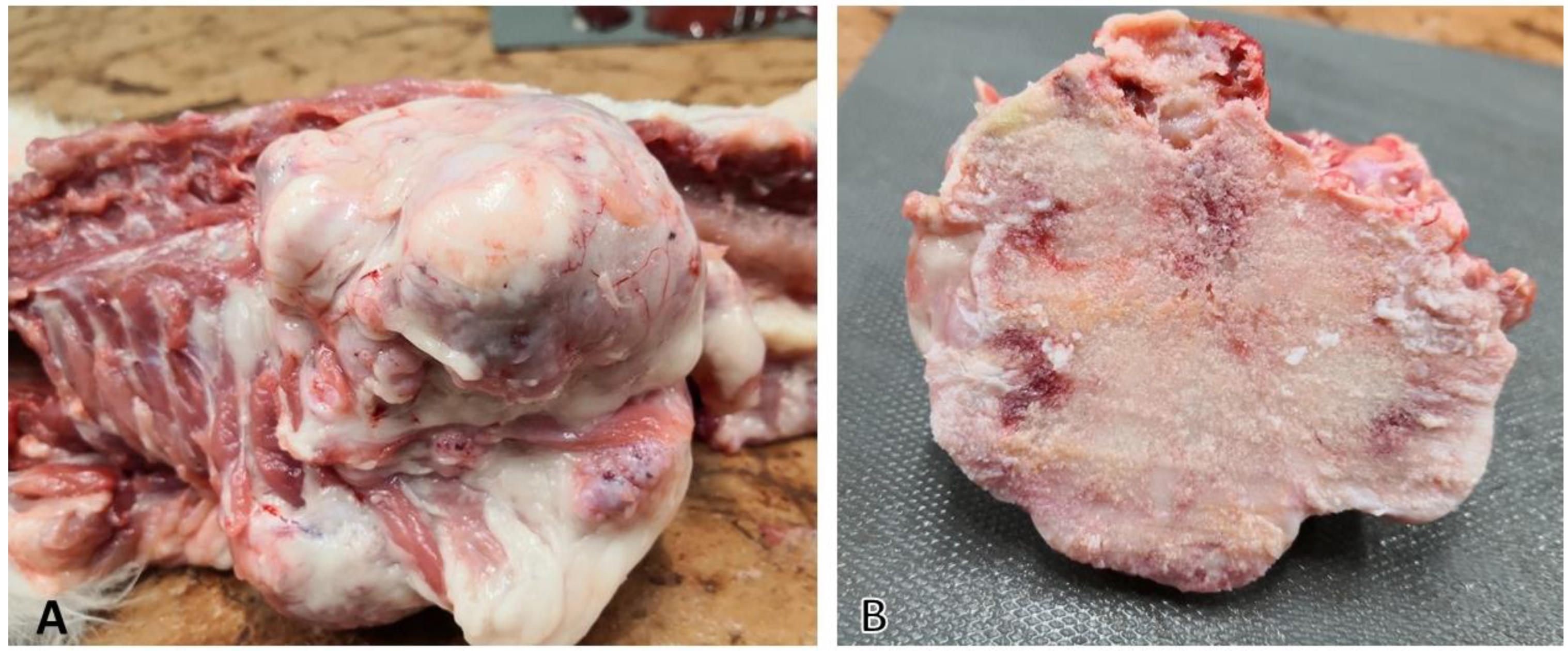 Vetsci 09 00059 g002 Vetsci 09 00059 g002