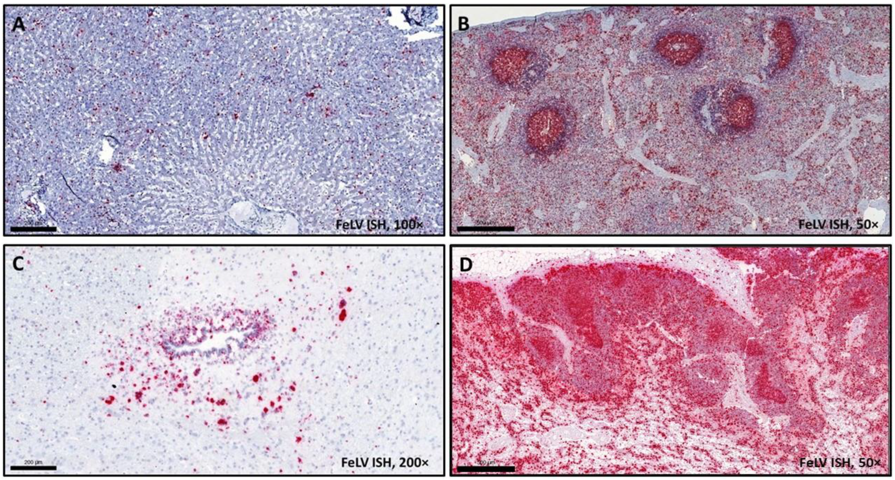 Vetsci 09 00059 g004 Vetsci 09 00059 g004