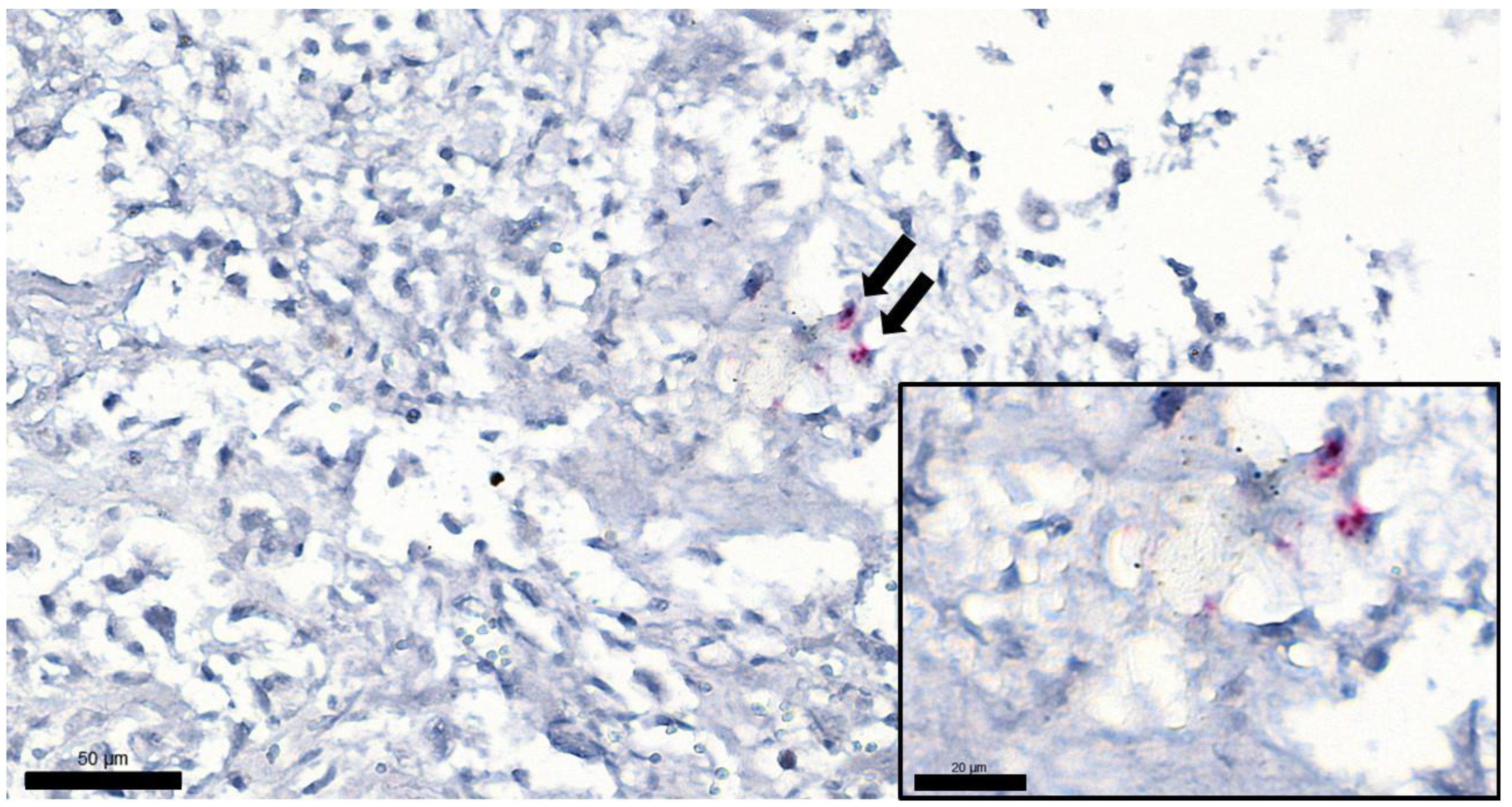 Vetsci 09 00059 g005 Vetsci 09 00059 g005