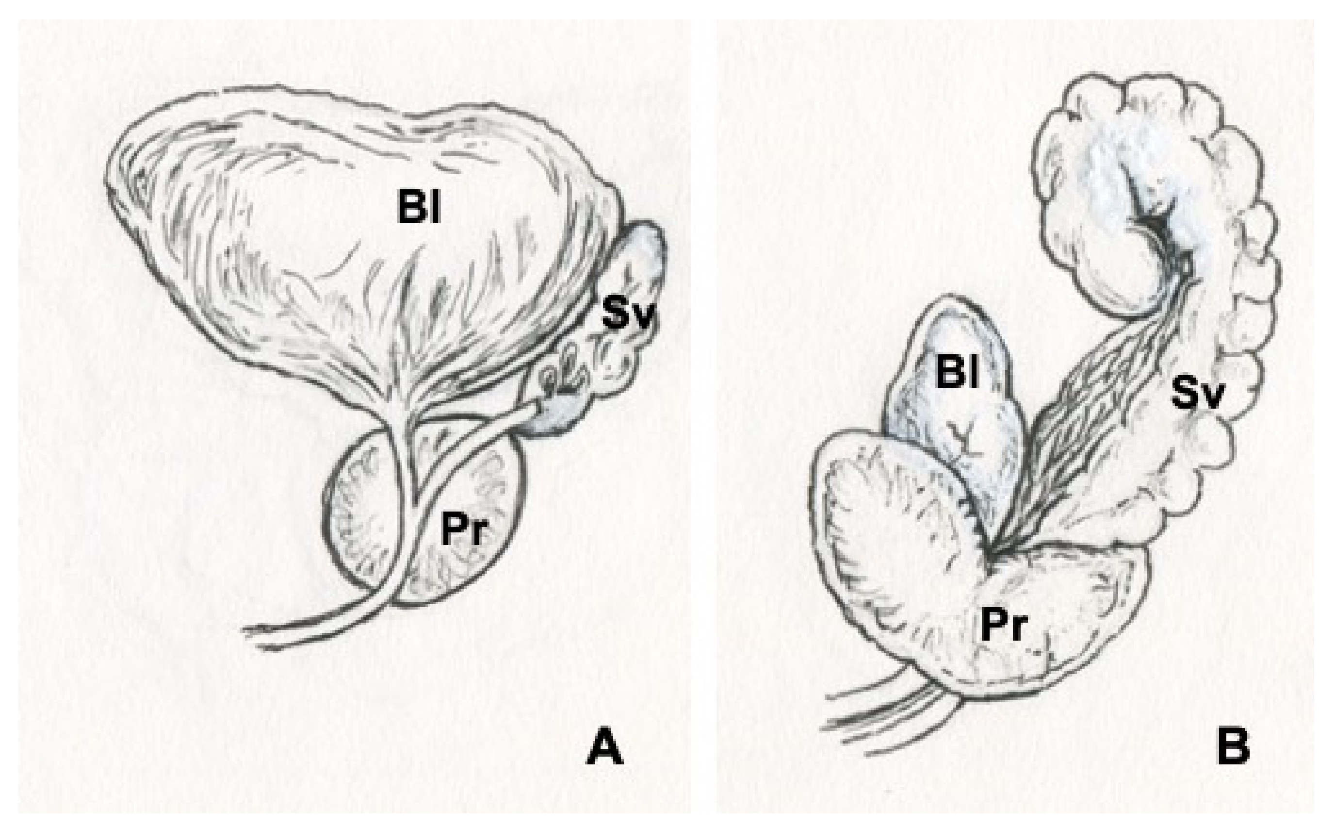 Vetsci 09 00060 g002