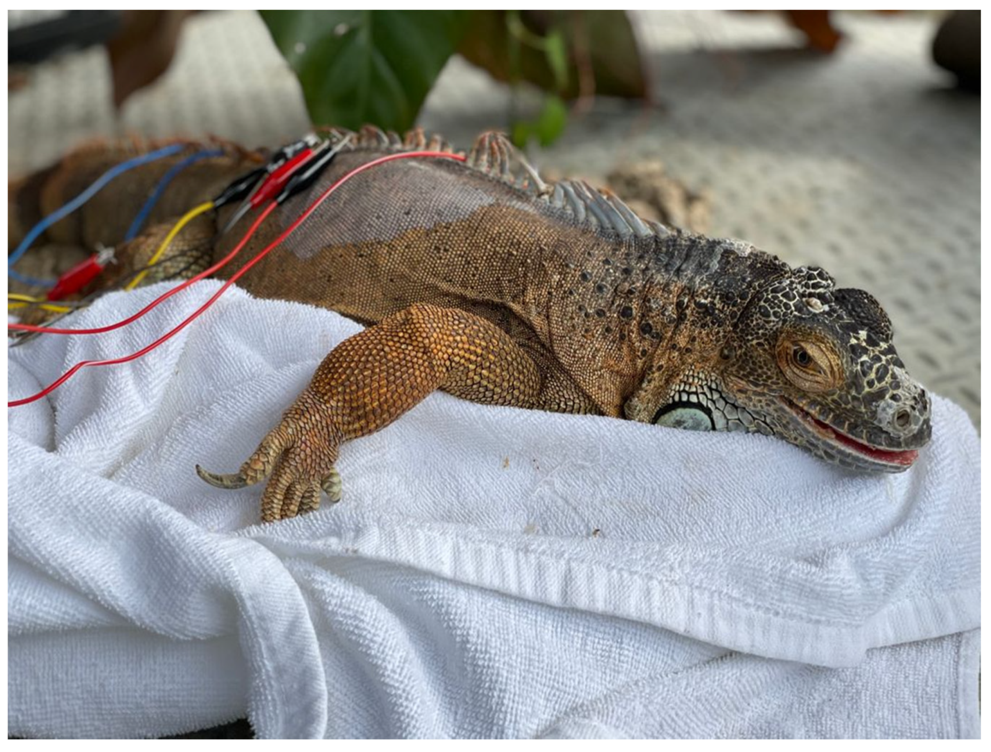 Veterinary Sciences | Free Full-Text | Acupuncture and Traditional Chinese Veterinary  Medicine in Zoological and Exotic Animal Medicine: A Review and  Introduction of Methods