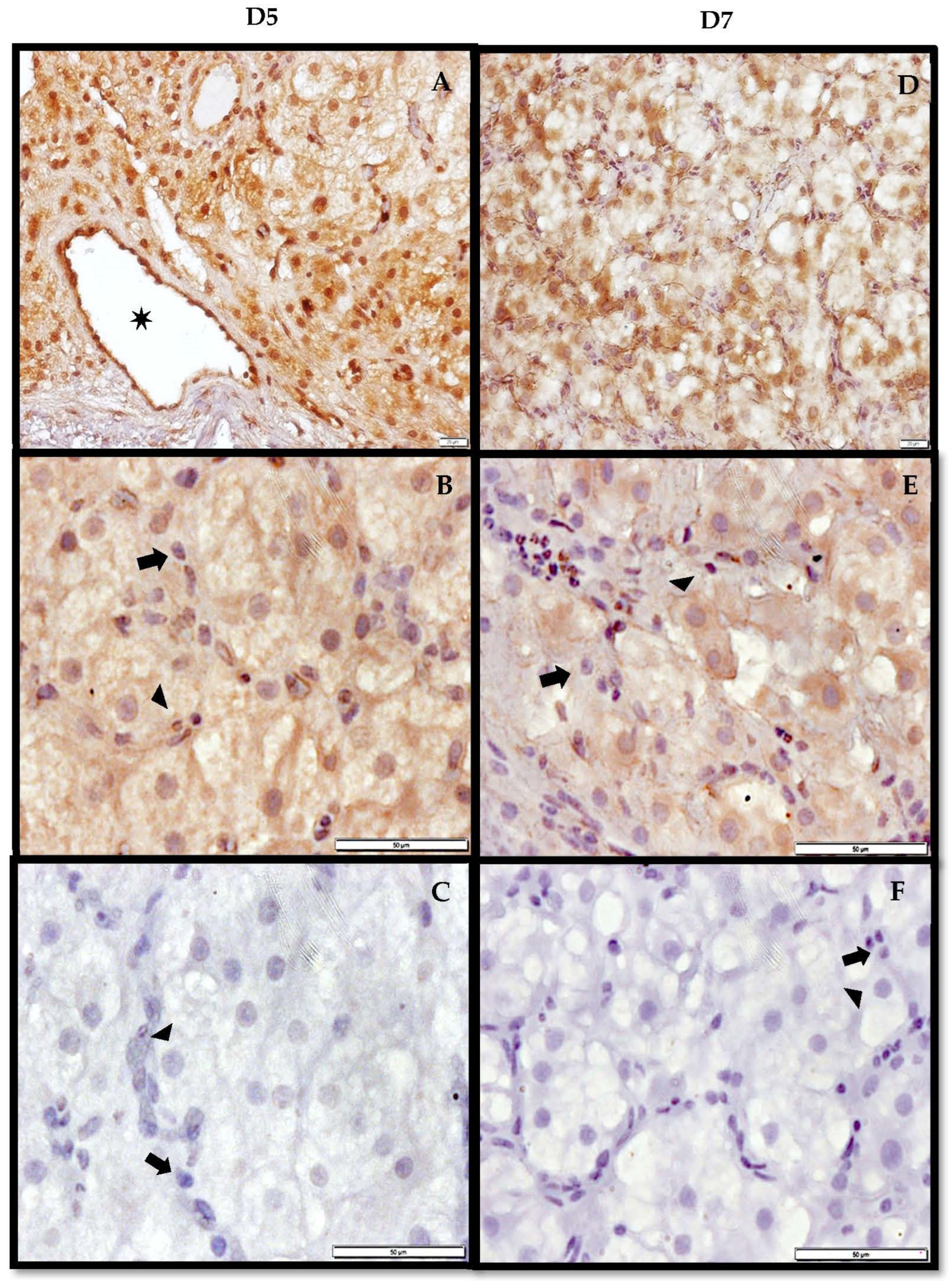 Vetsci 09 00077 g005