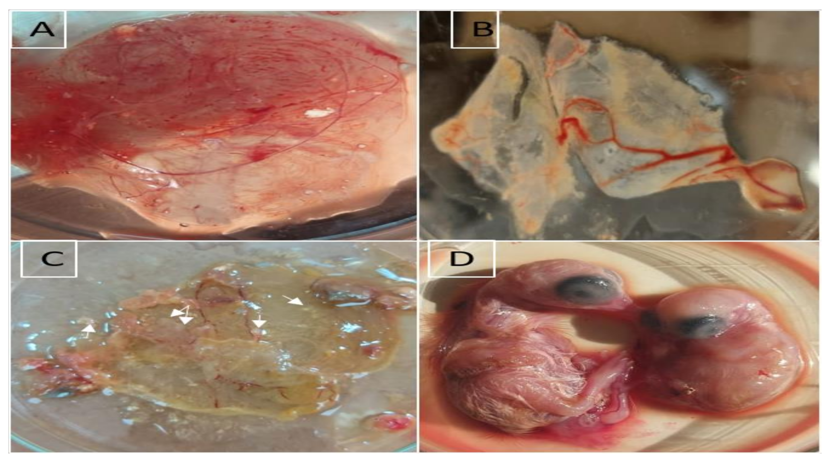 Vetsci 09 00081 g002