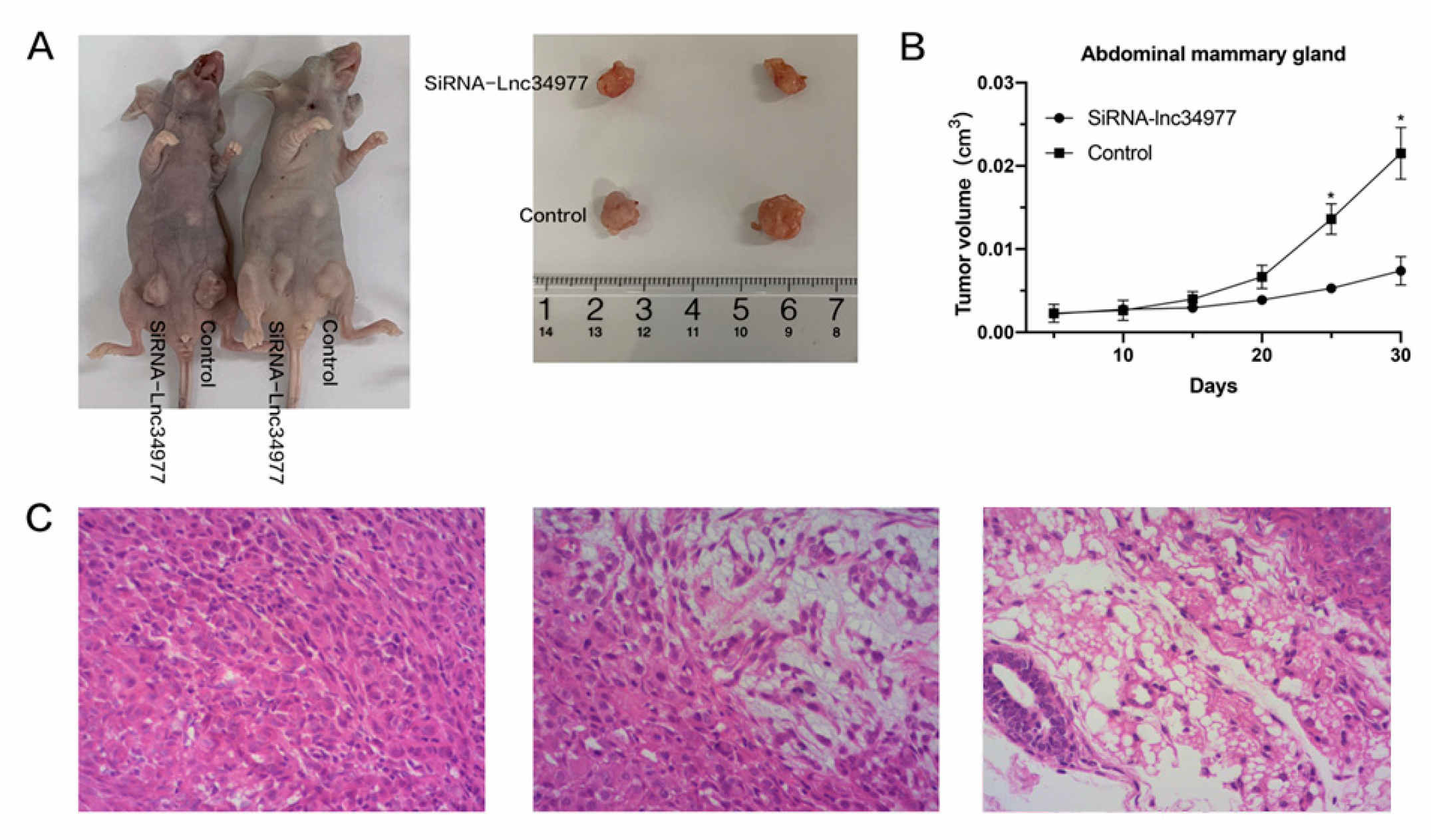 Vetsci 09 00082 g011 Vetsci 09 00082 g011