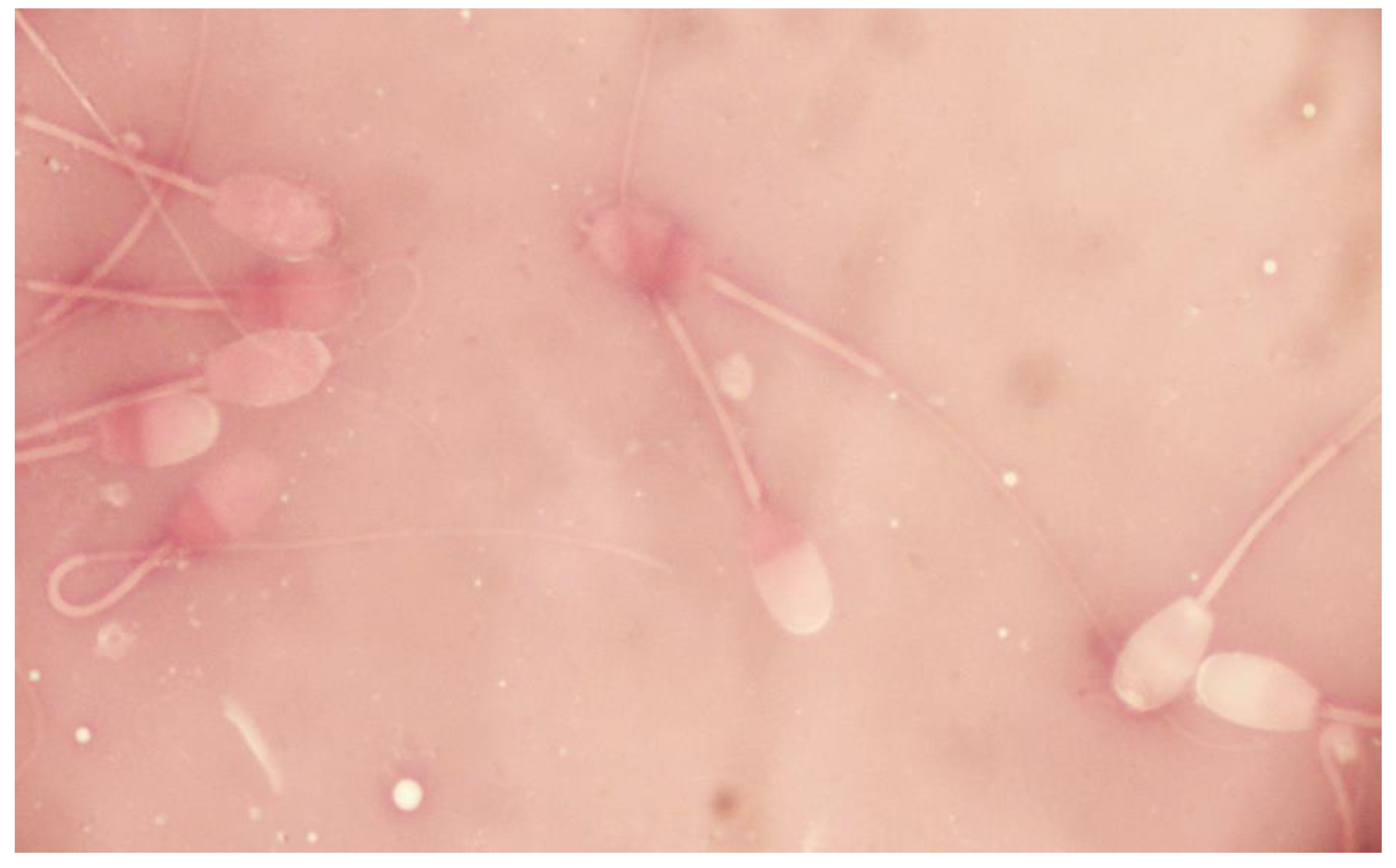 Vetsci 09 00086 g004