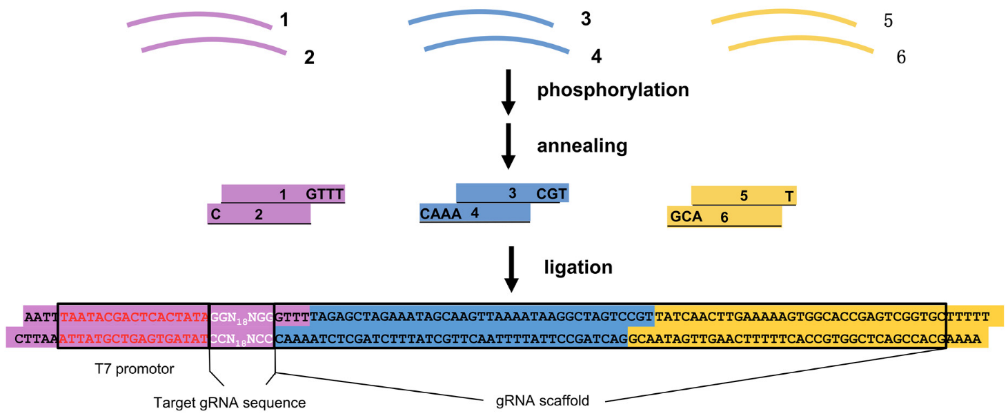 Vetsci 09 00092 g001 550