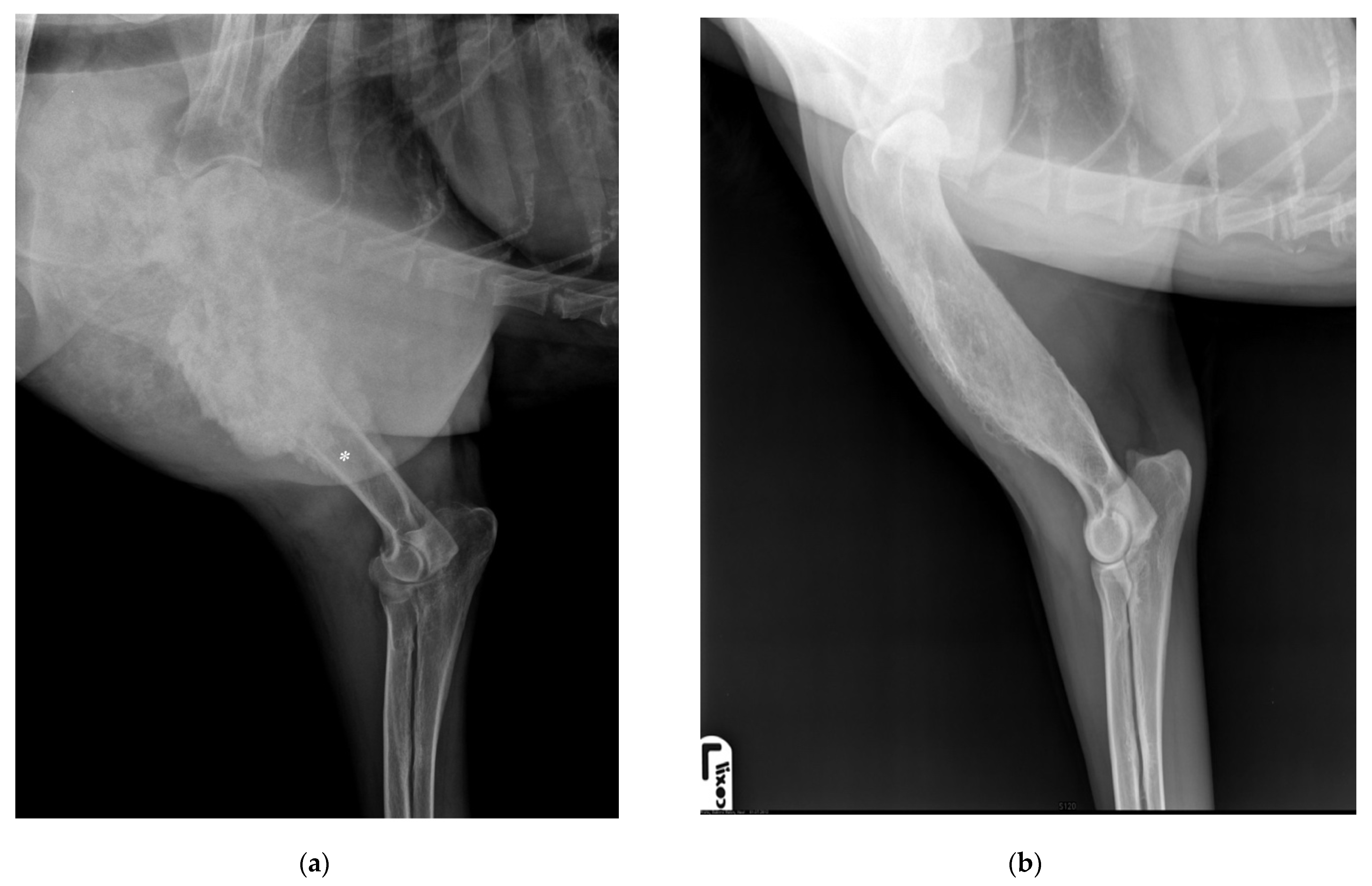 Veterinary Sciences Free FullText Chondroblastic