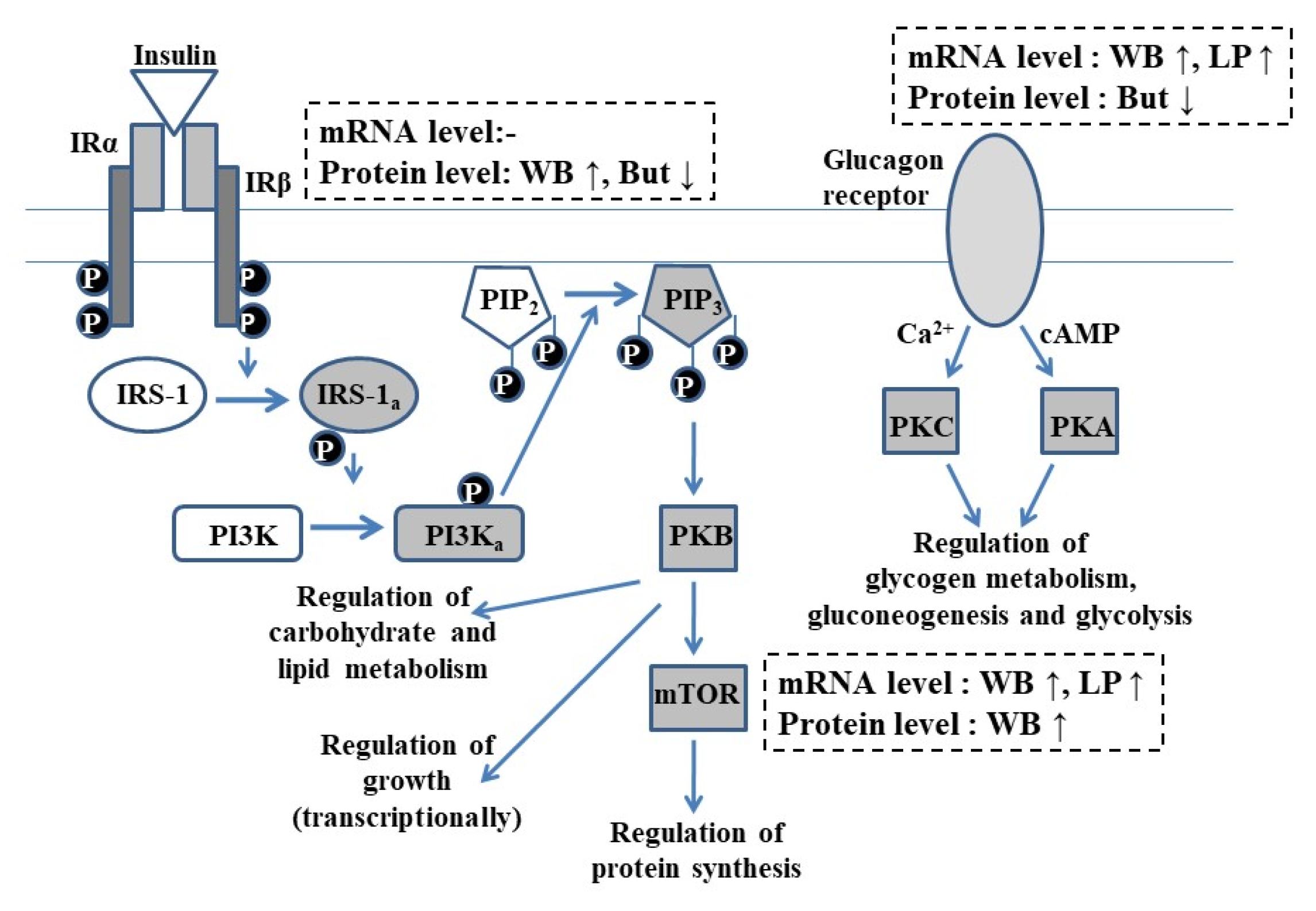 Vetsci 09 00103 g004 550