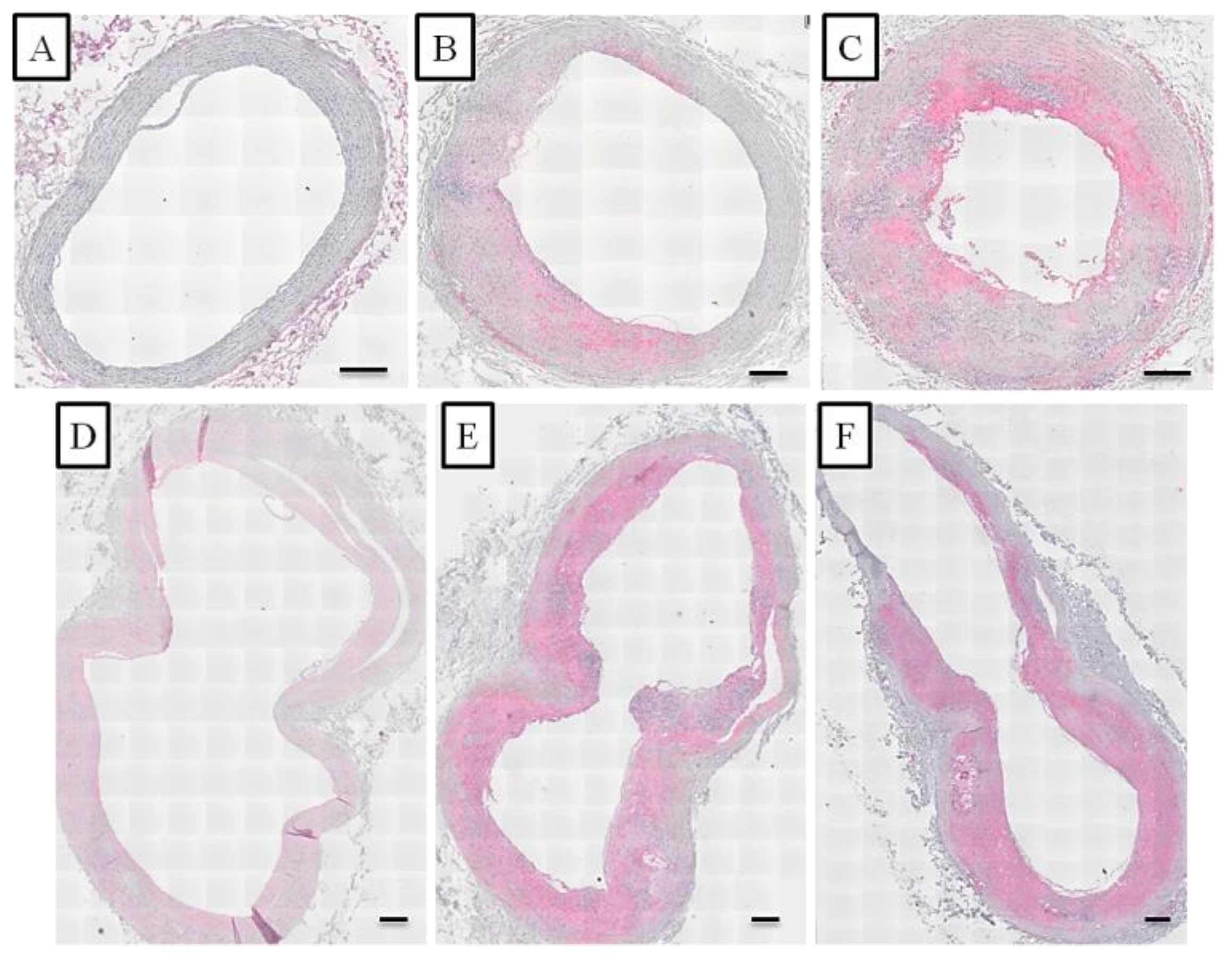 Vetsci 09 00105 g004