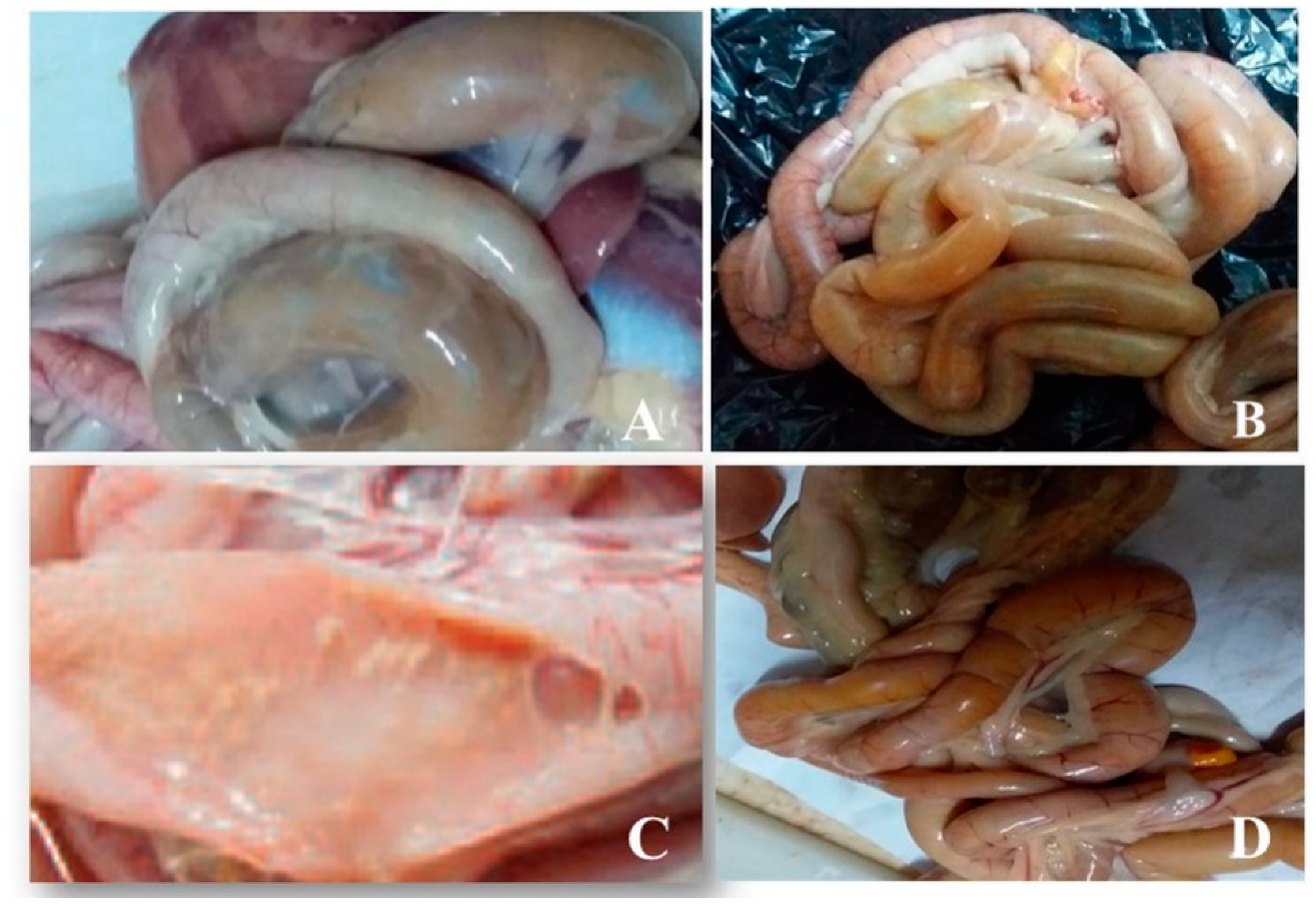 Vetsci 09 00109 g001