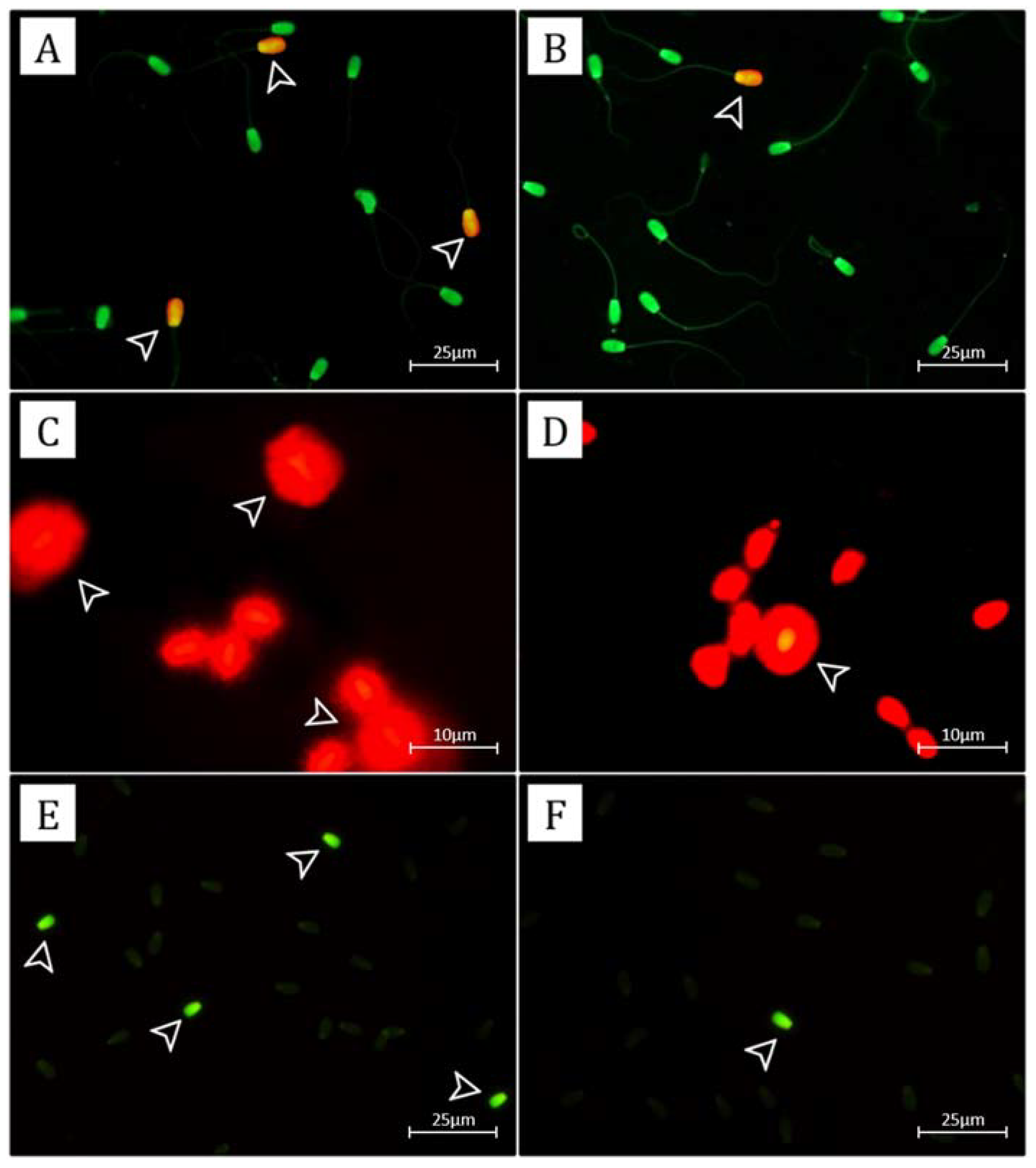 Vetsci 09 00111 g001 550